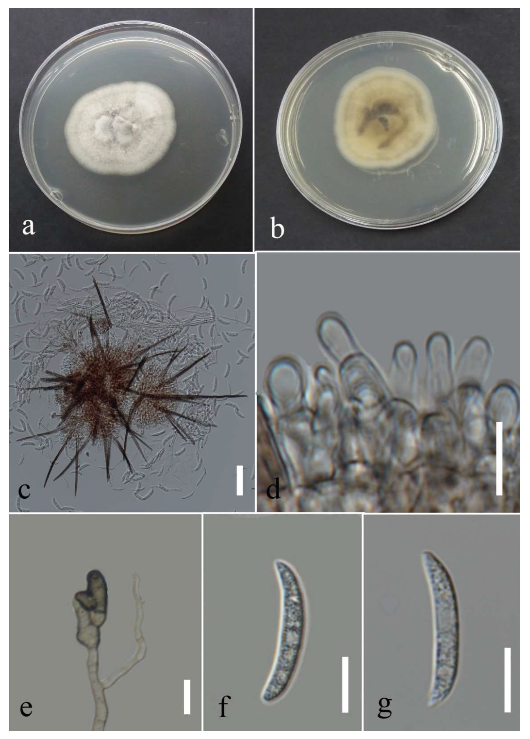 Plants 12 00683 g032