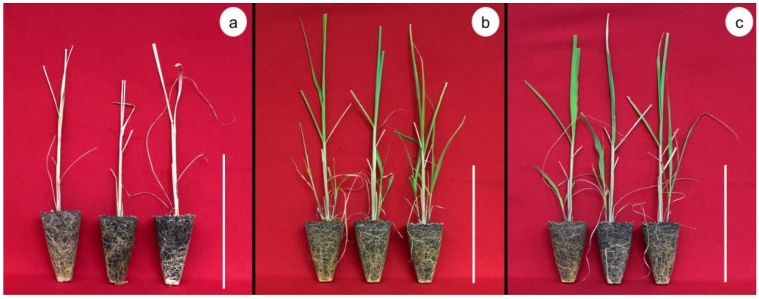 Plants 12 00687 g002