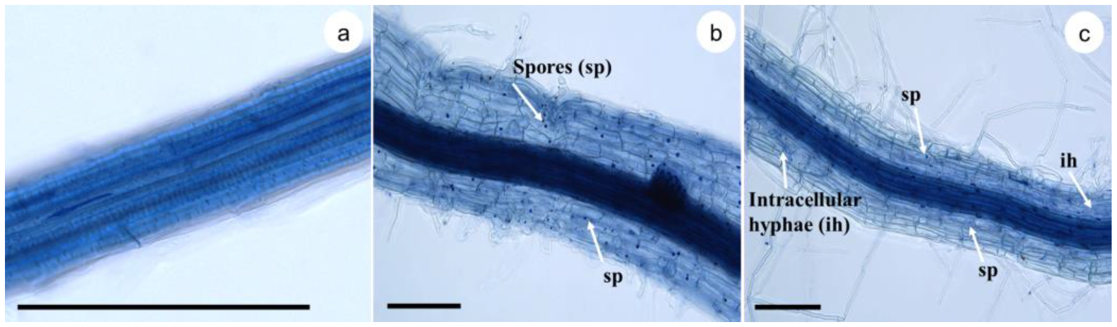 Plants 12 00687 g003
