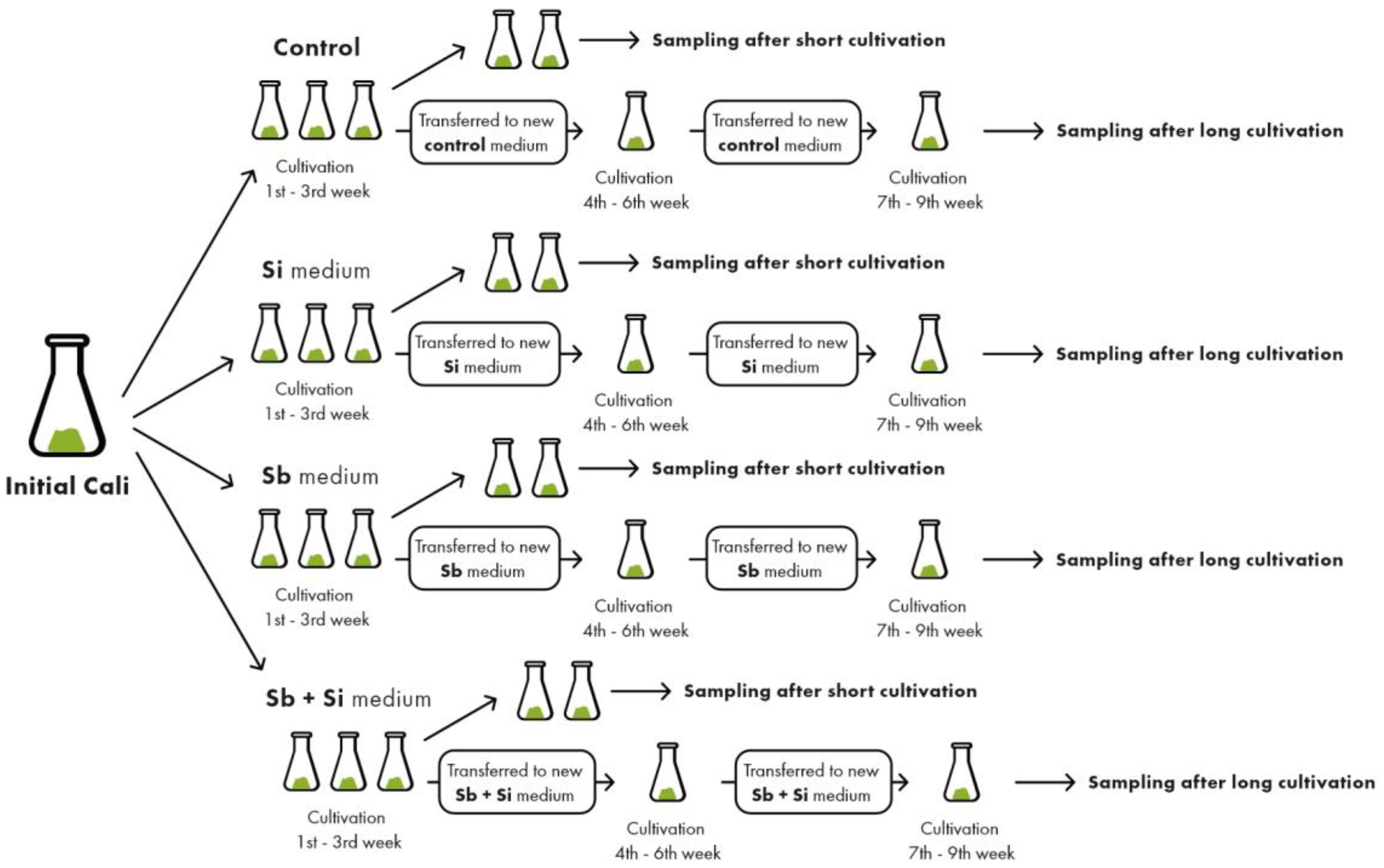 Plants 12 00689 g001