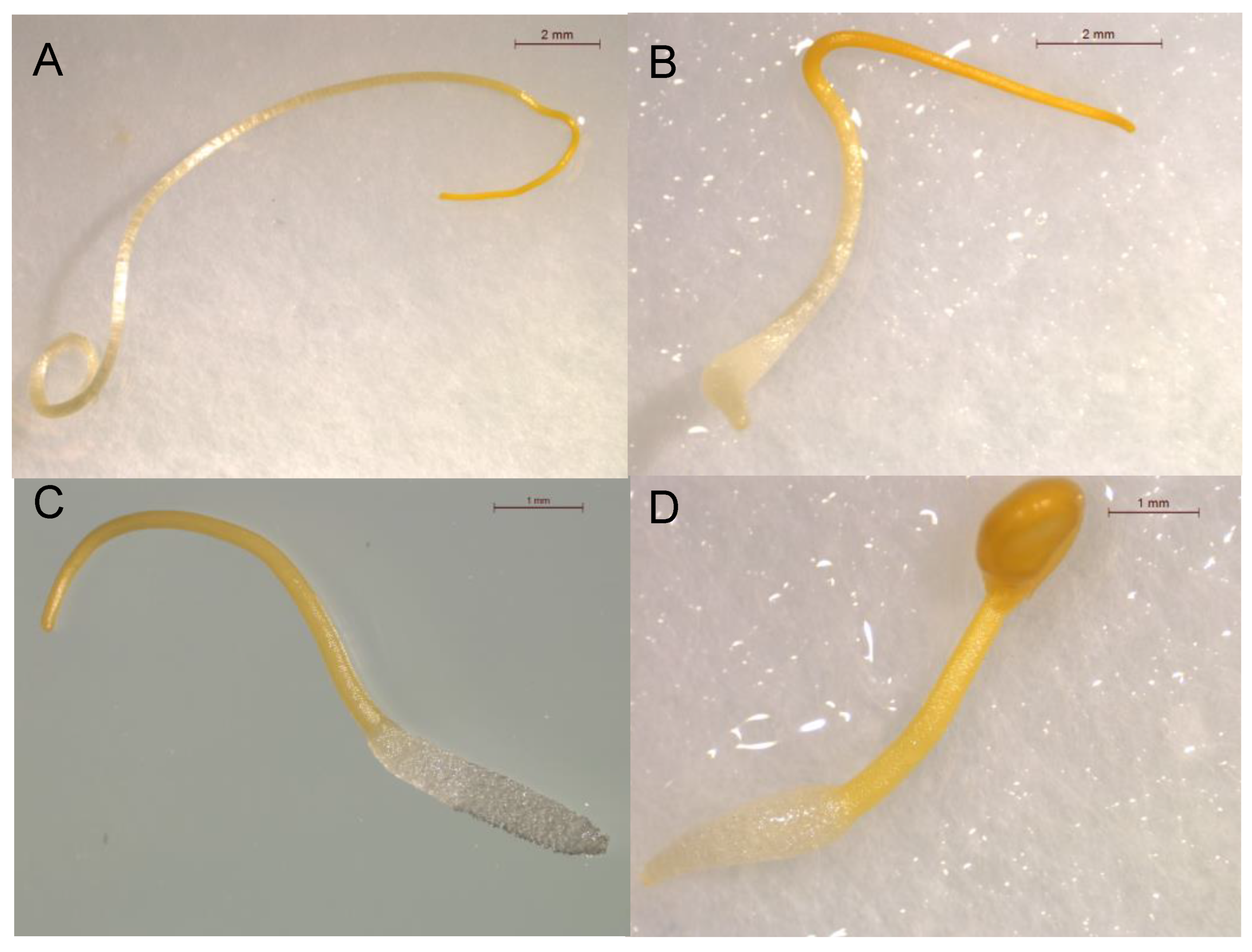 Plants 12 00697 g003 550