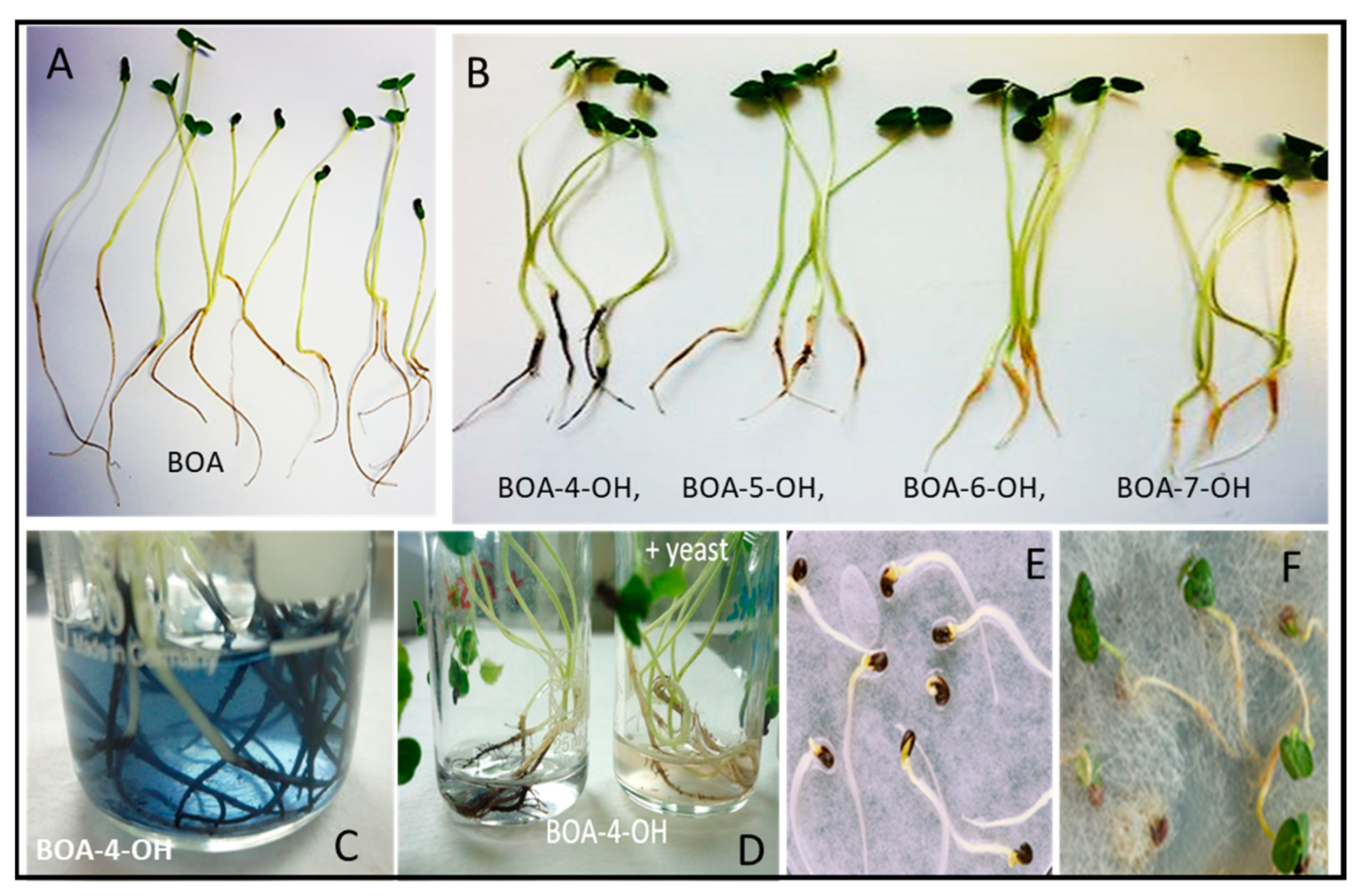 Plants 12 00700 g002