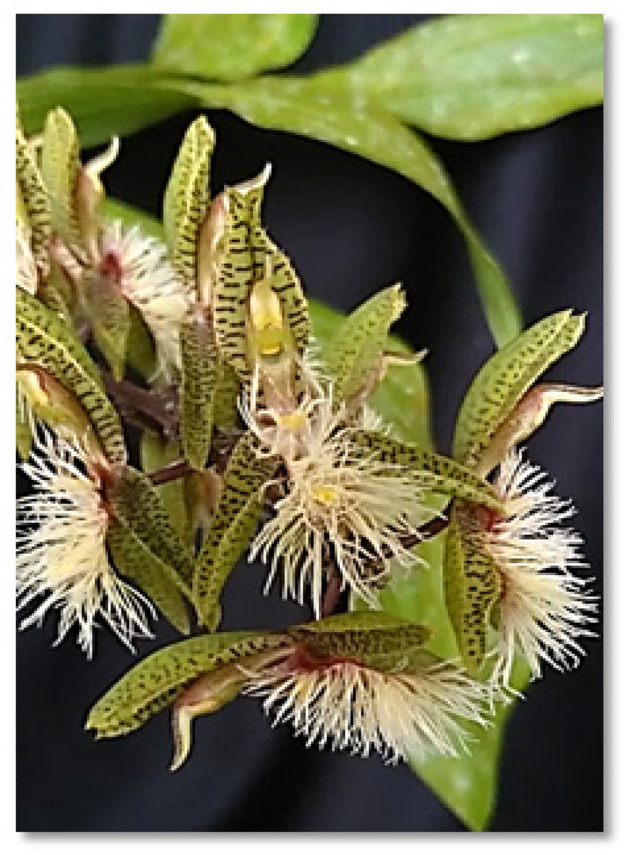 Plants 12 00703 g005