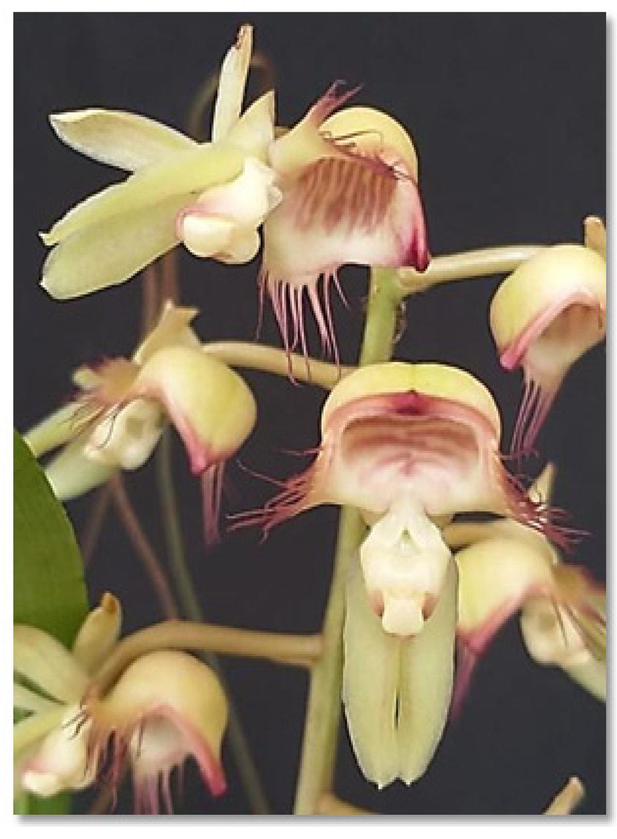 Plants 12 00703 g007