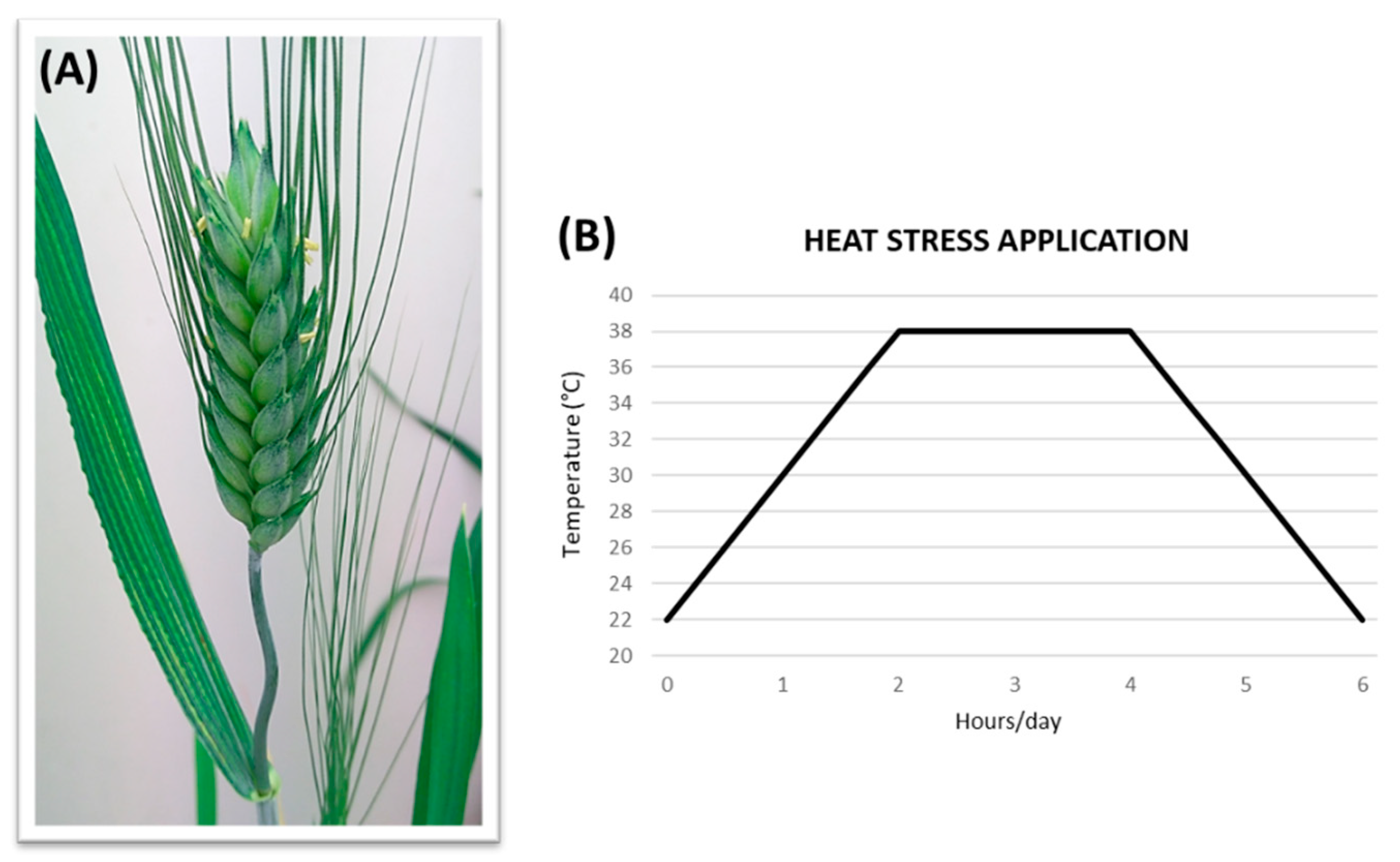 Plants 12 00704 g002 Plants 12 00704 g002