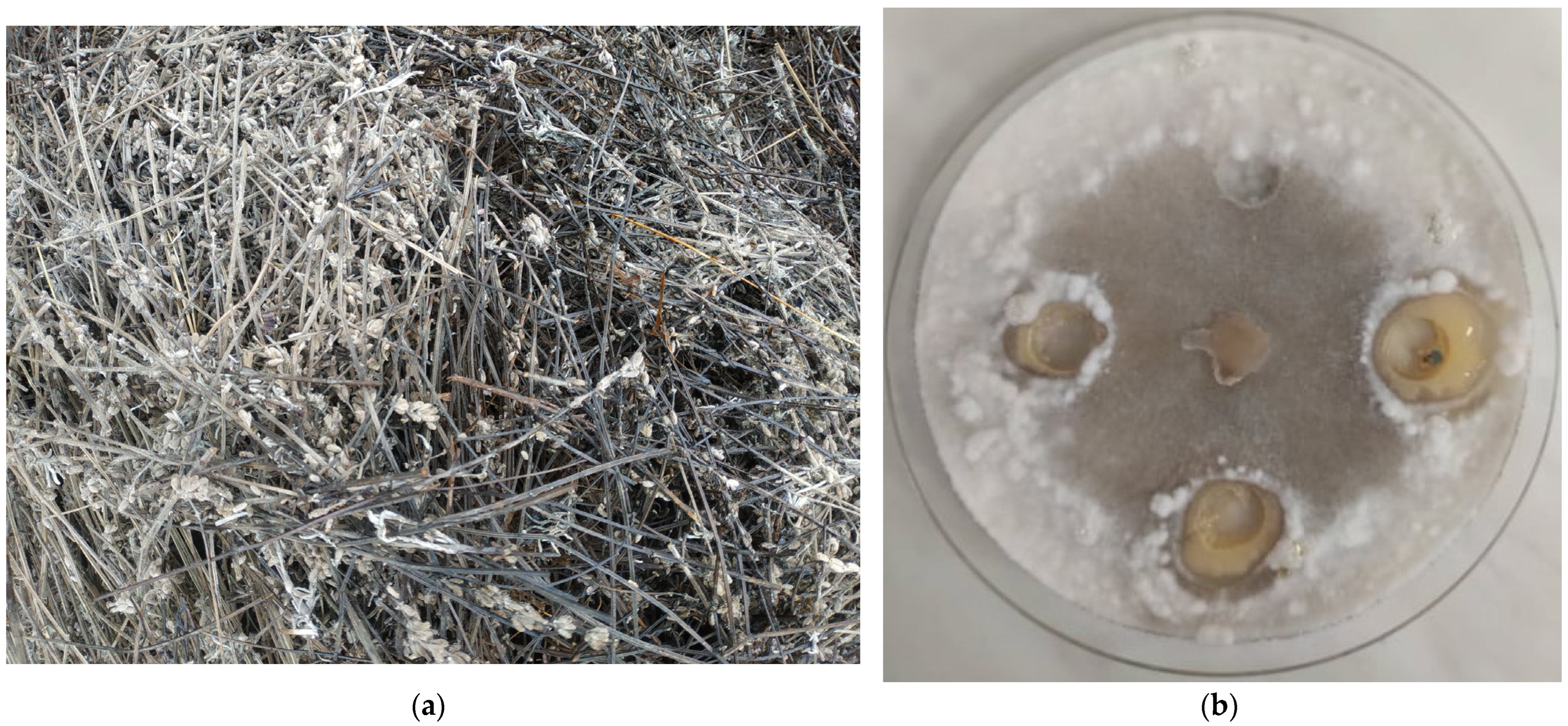 Plants 12 00706 g002