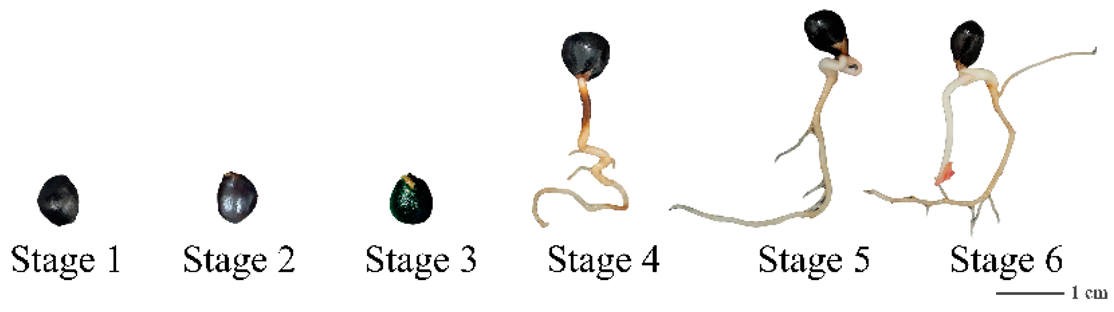 Plants 12 00710 g001 Plants 12 00710 g001