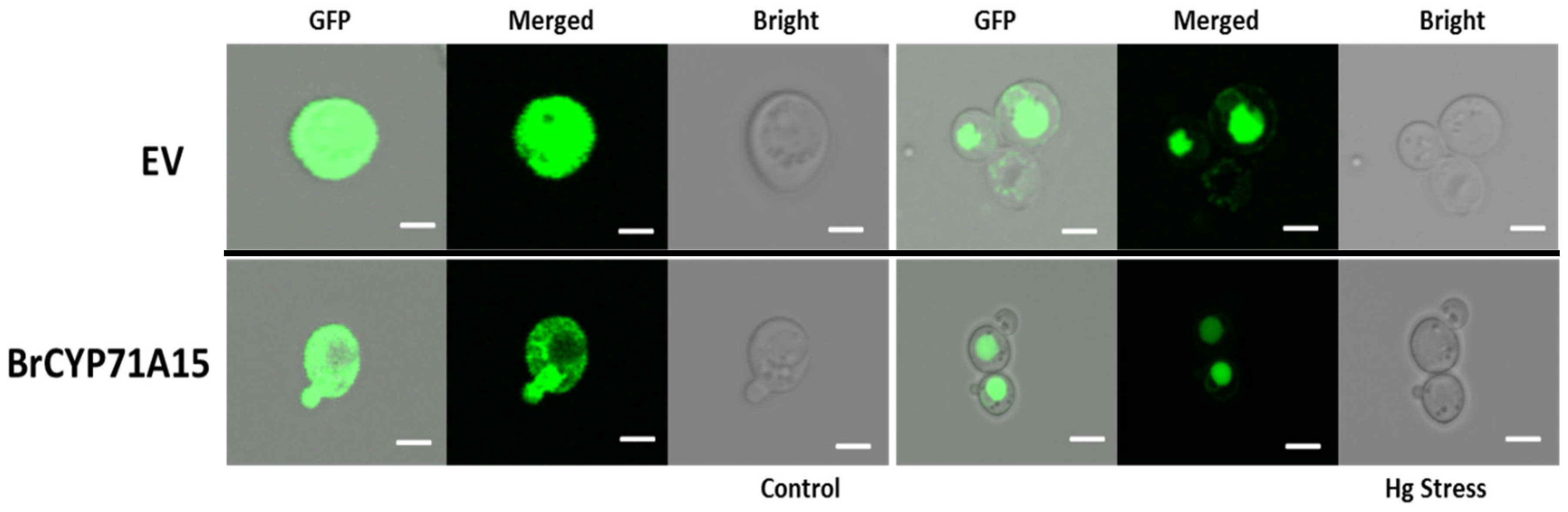 Plants 12 00723 g008 Plants 12 00723 g008