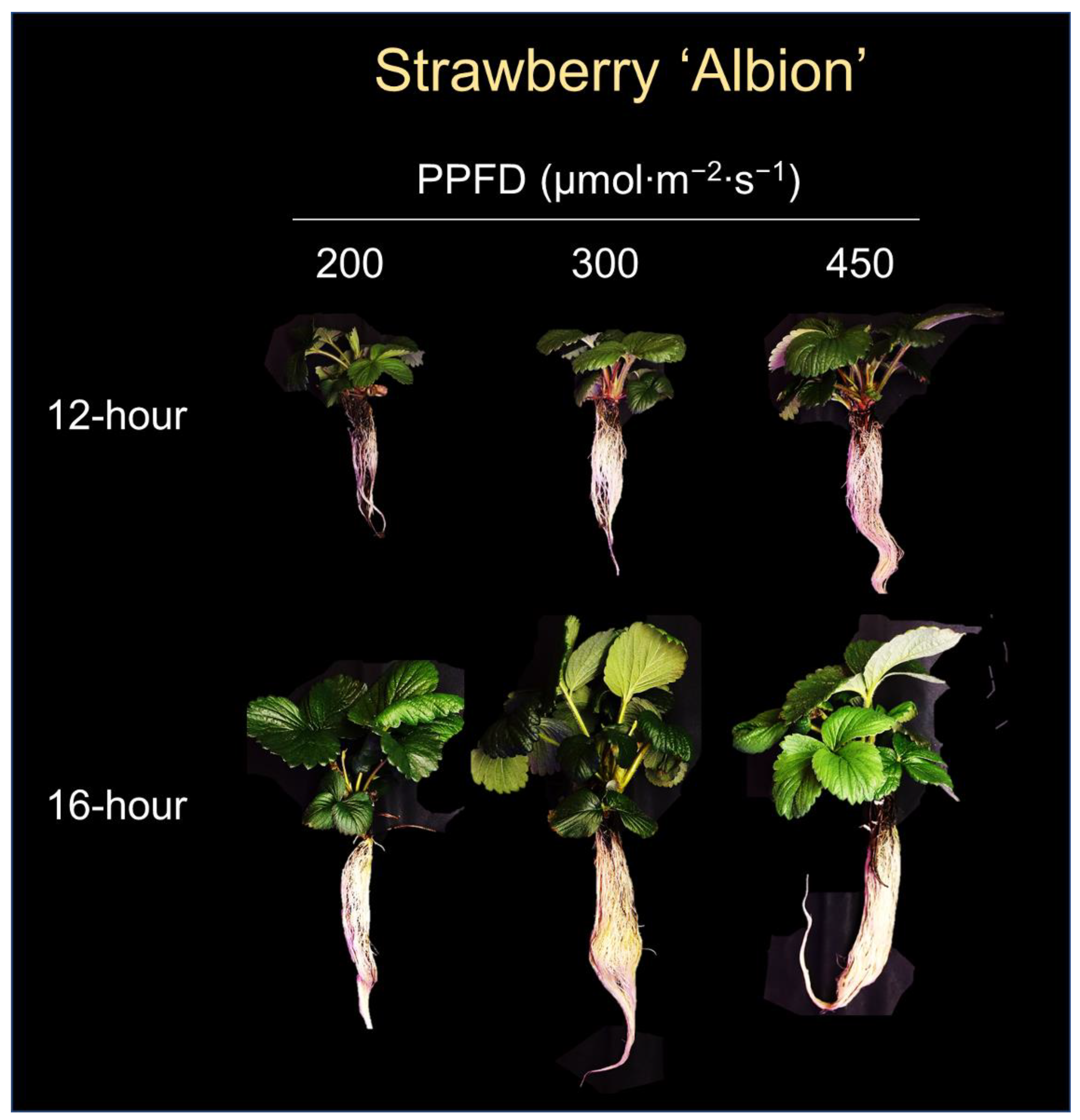 Plants 12 00731 g003 Plants 12 00731 g003