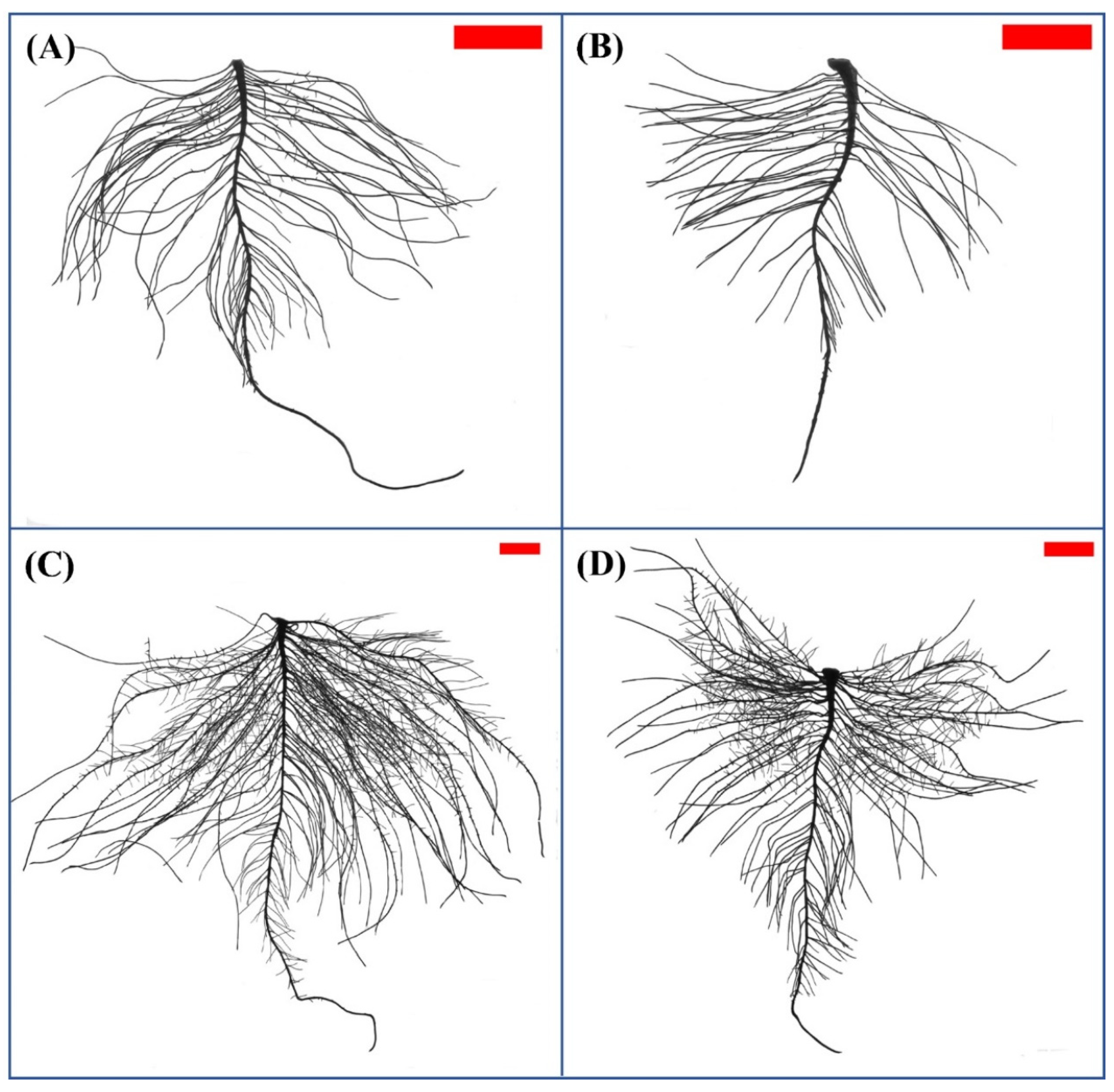 Plants 12 00732 g001