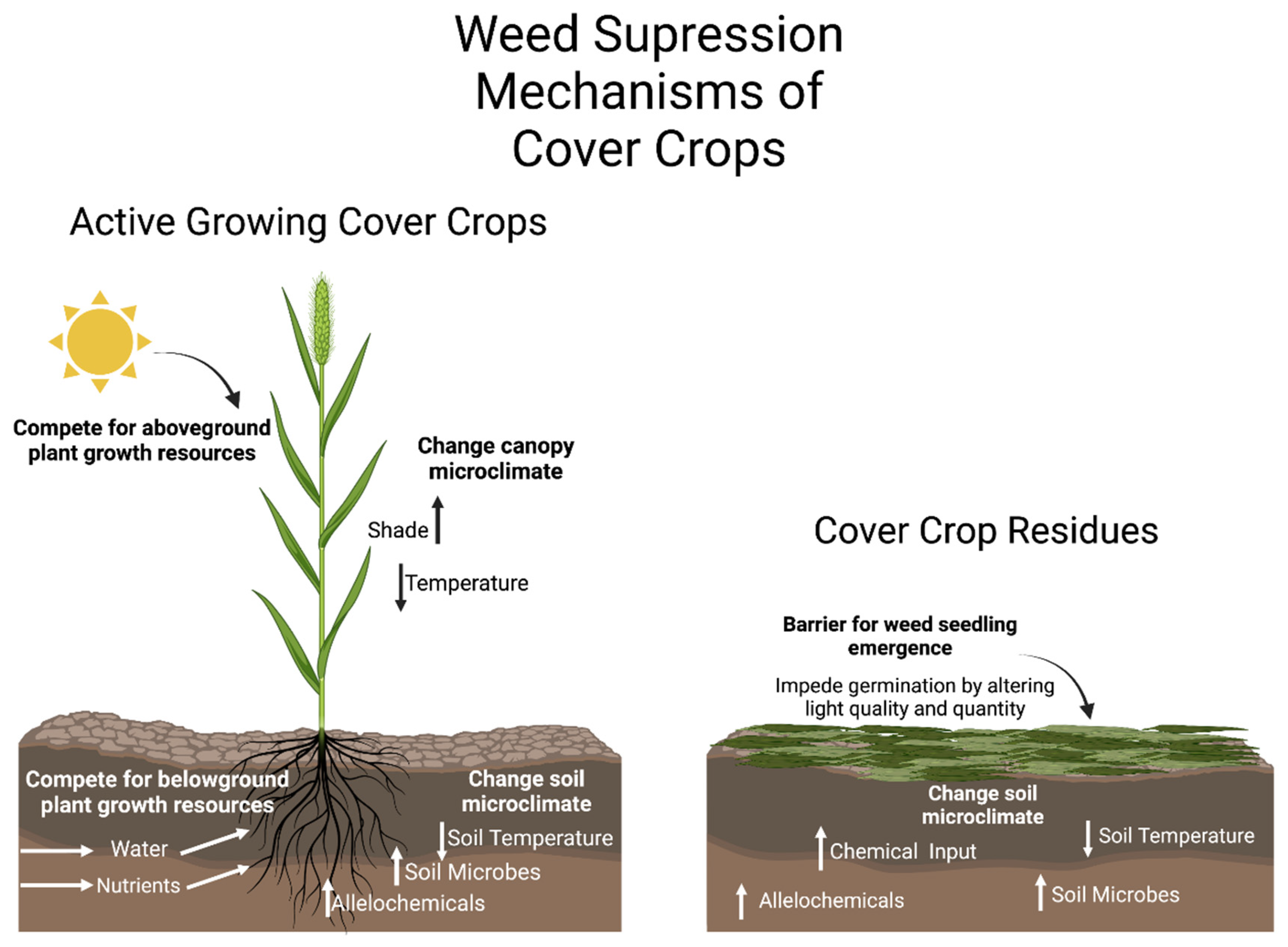 Plants Free Full-Text The Potential of Cover Crops for Weed Management A Sole Tool or Component of an Integrated Weed Management System?