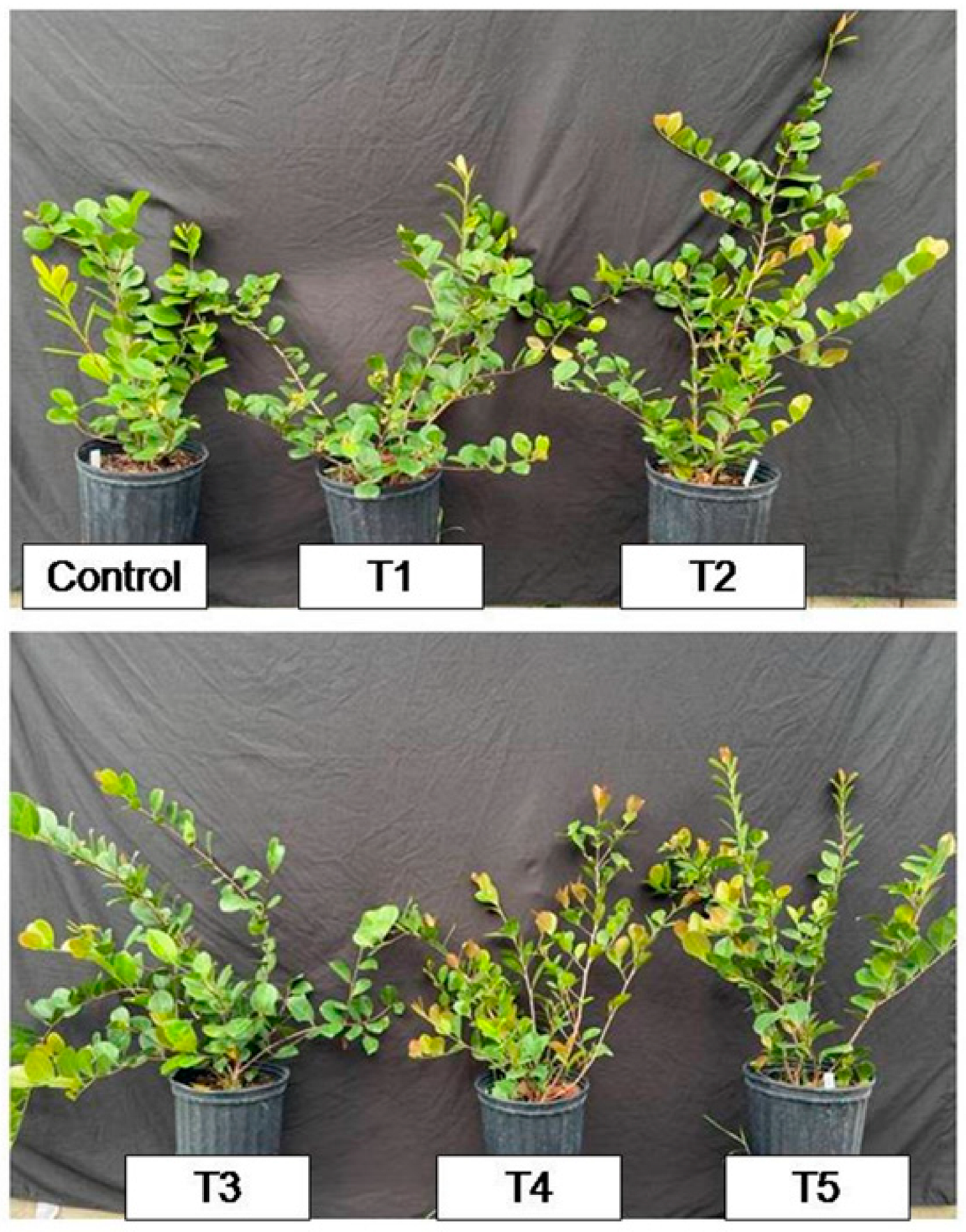 Plants 12 00760 g003 Plants 12 00760 g003