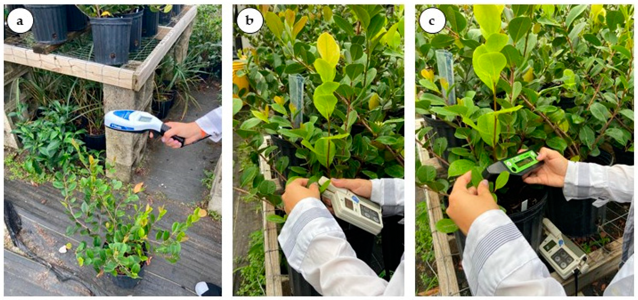 Plants 12 00760 g005 Plants 12 00760 g005