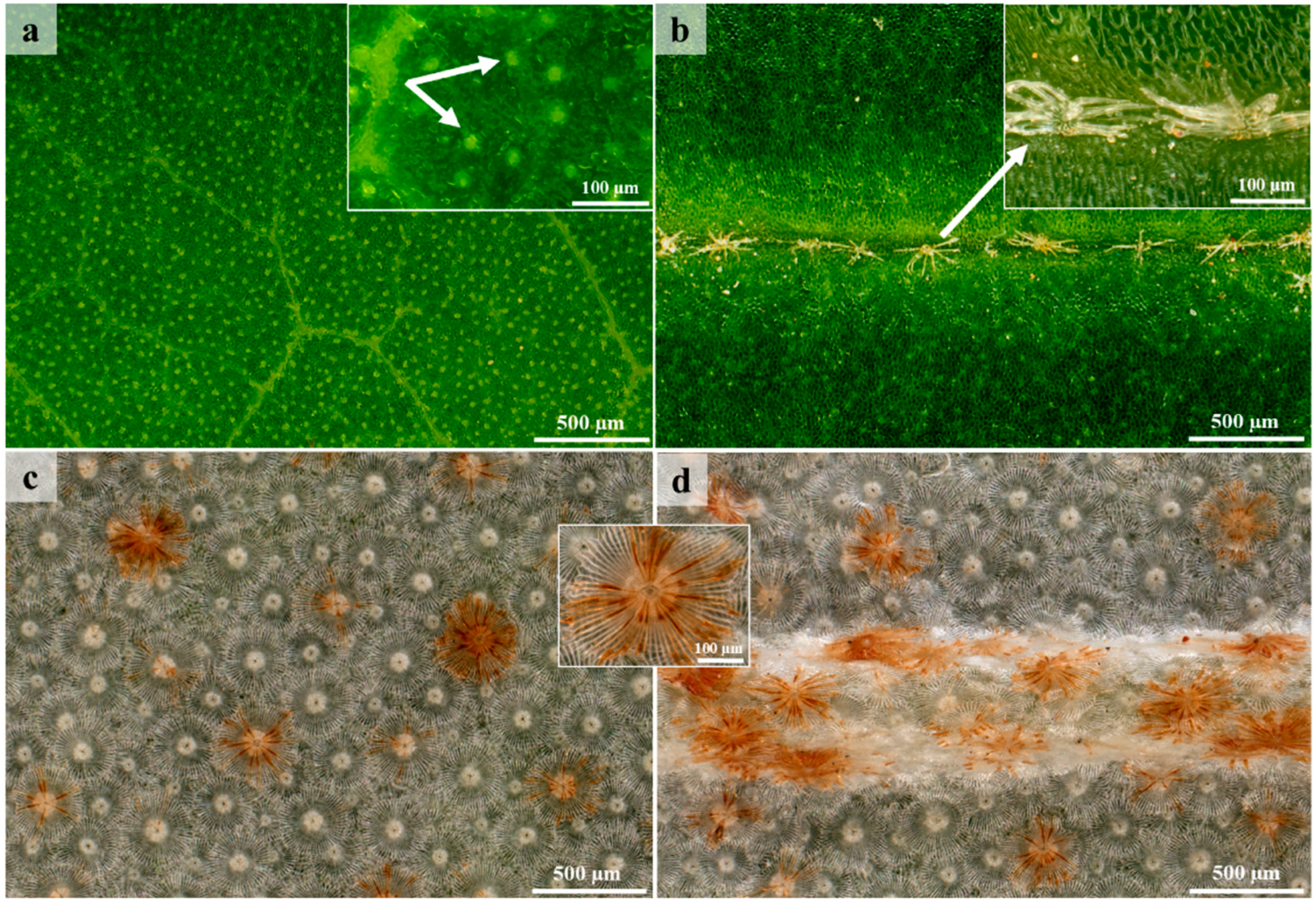 Plants 12 00772 g001a