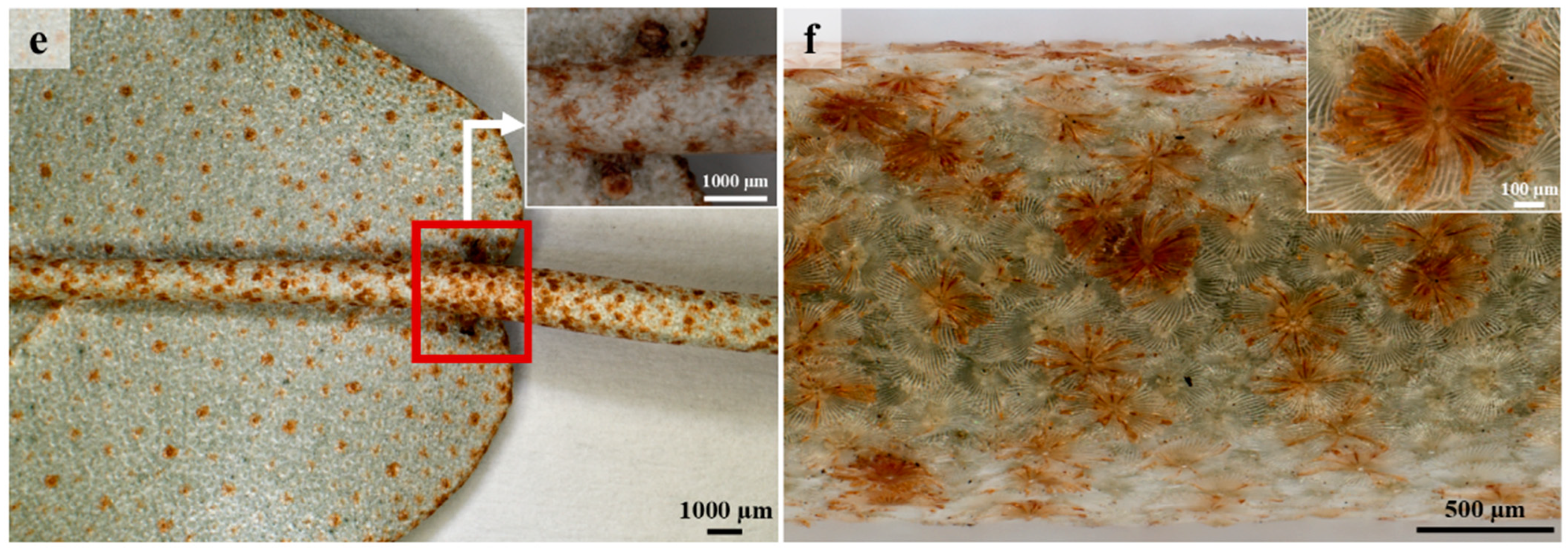 Plants 12 00772 g001b