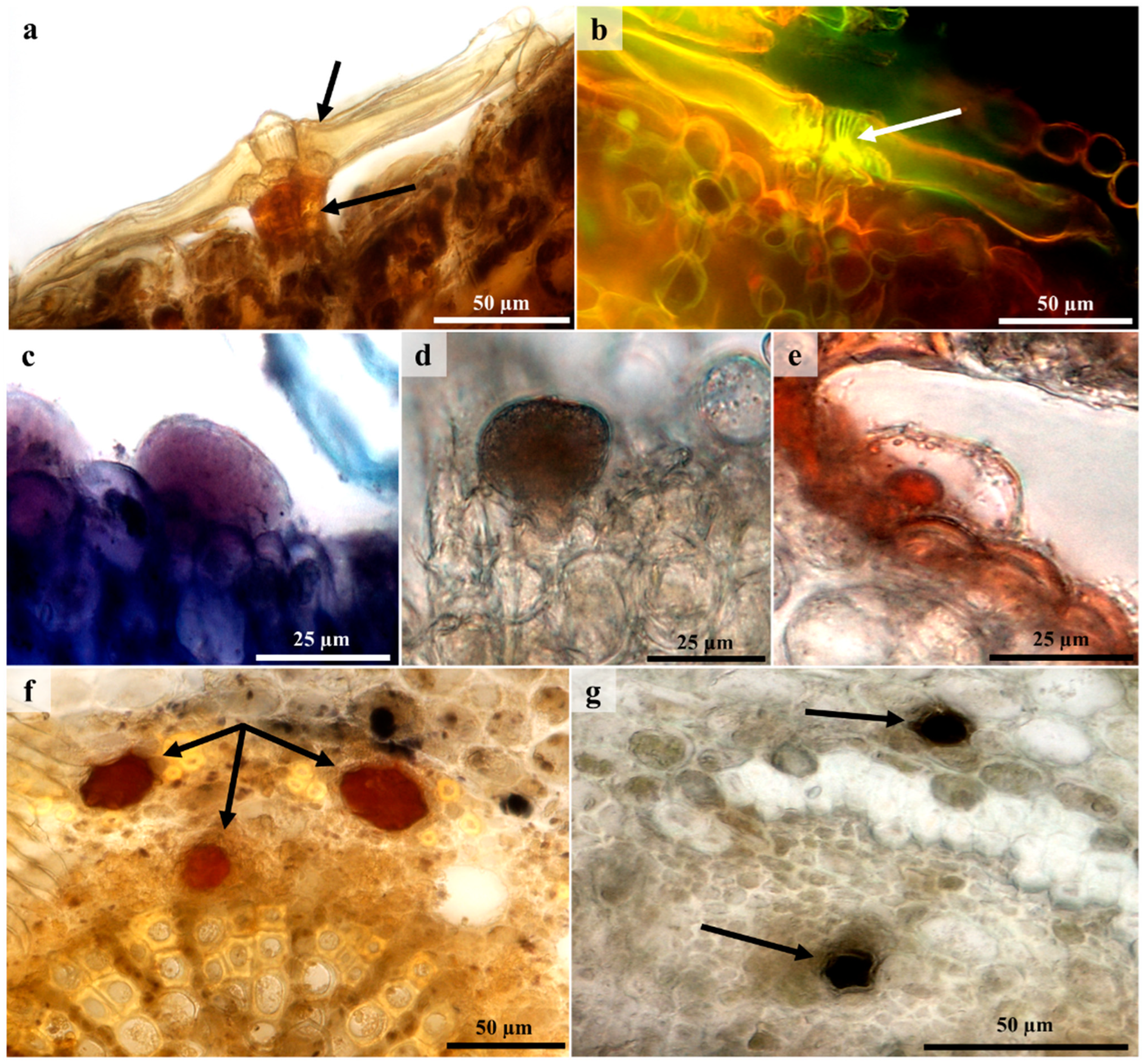 Plants 12 00772 g008