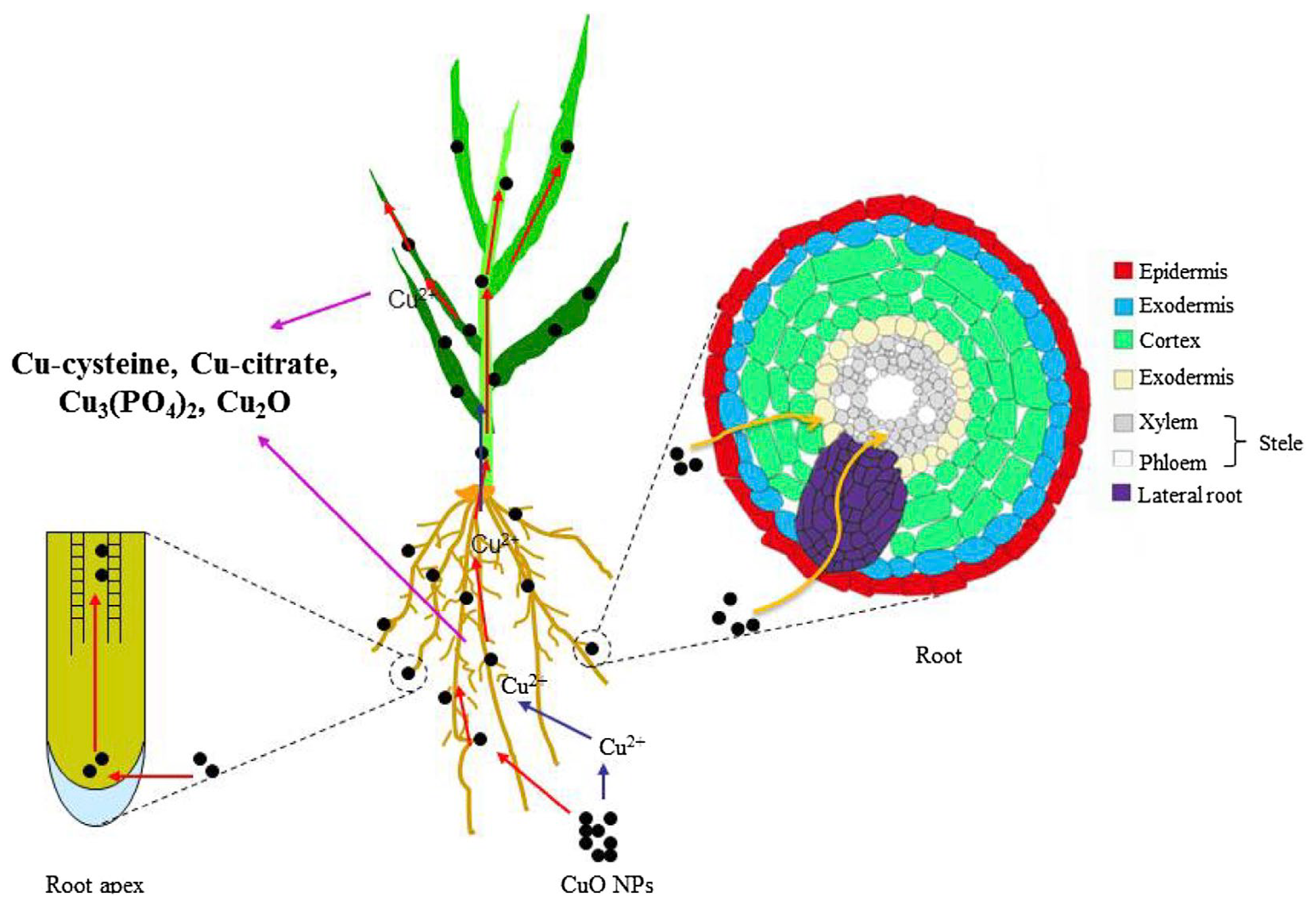 Plants 12 00778 g004