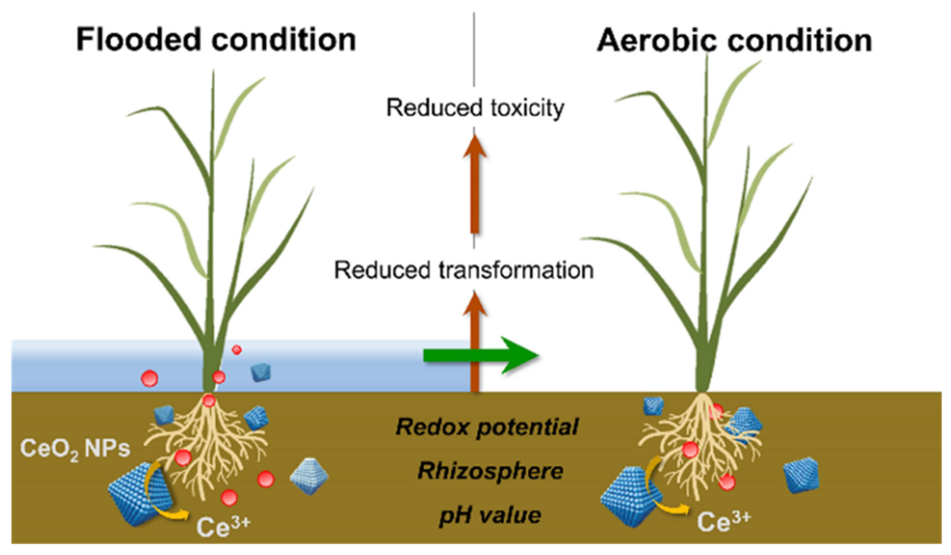 Plants 12 00778 g011