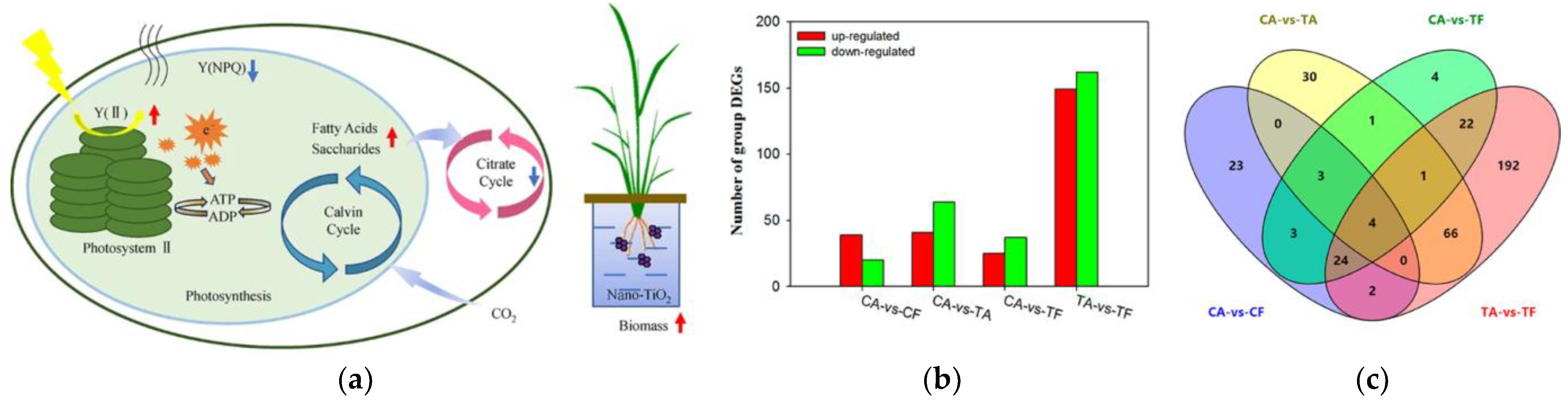 Plants 12 00778 g012