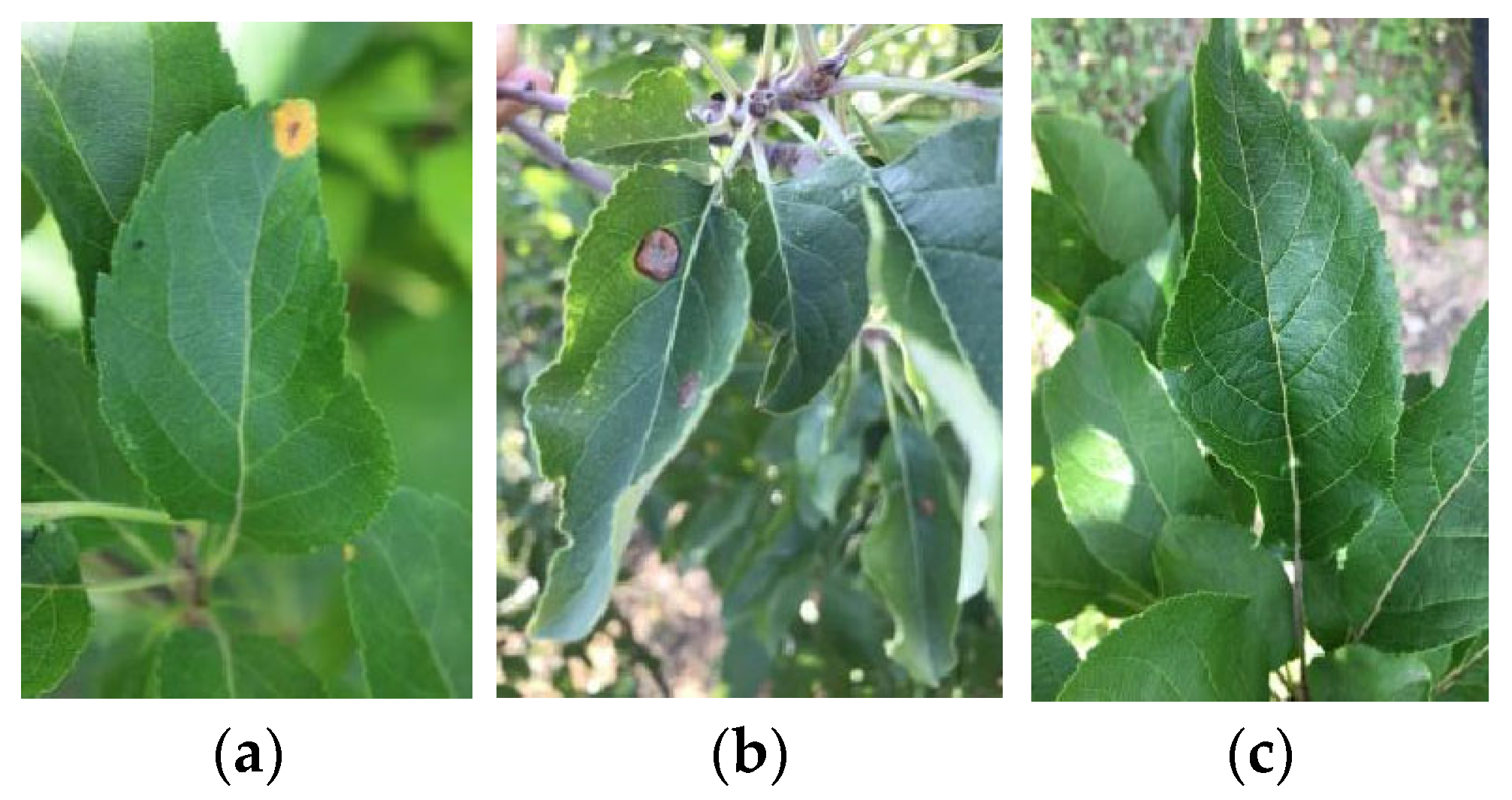 Plants 12 00786 g001