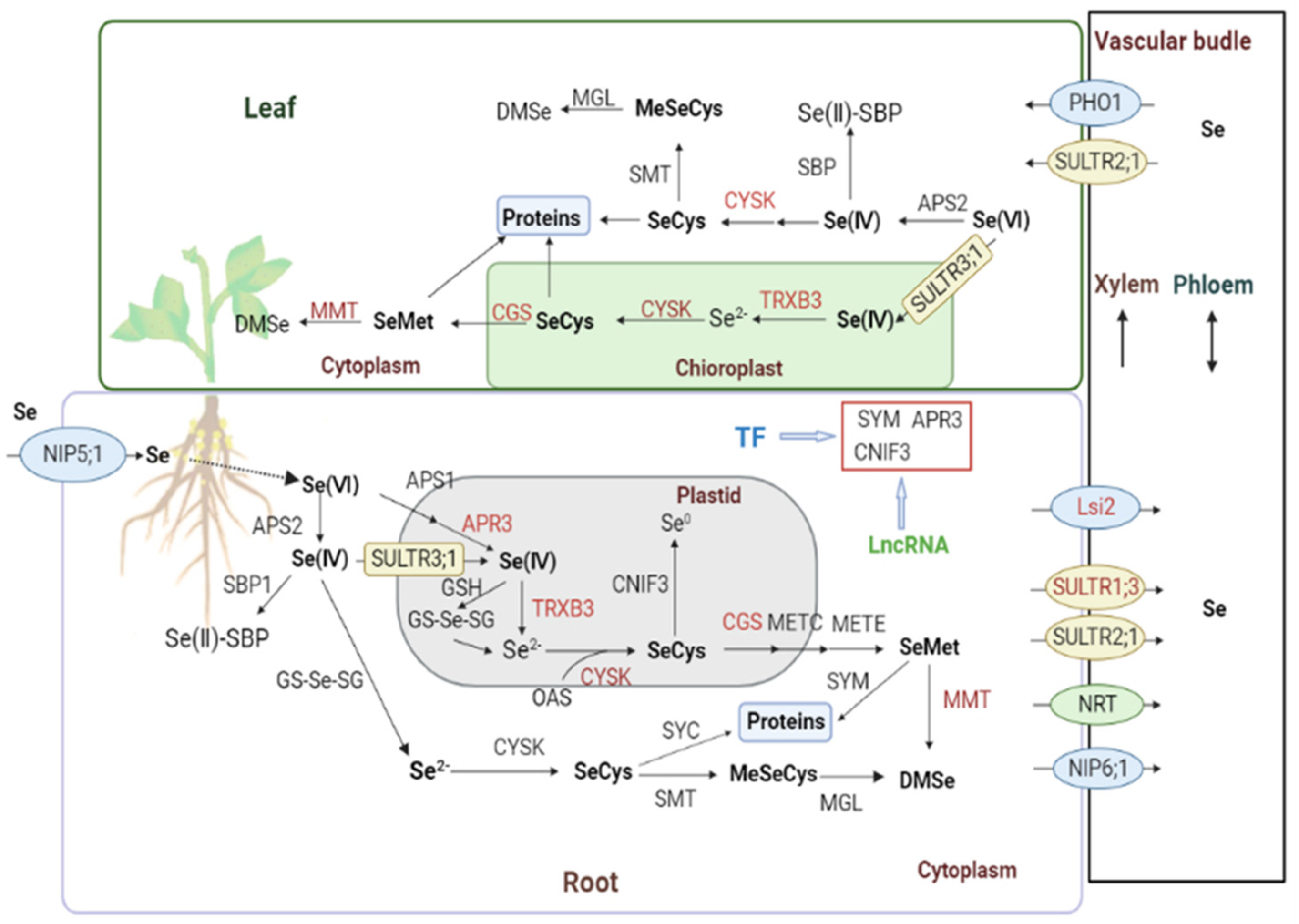 Plants 12 00789 g006 Plants 12 00789 g006