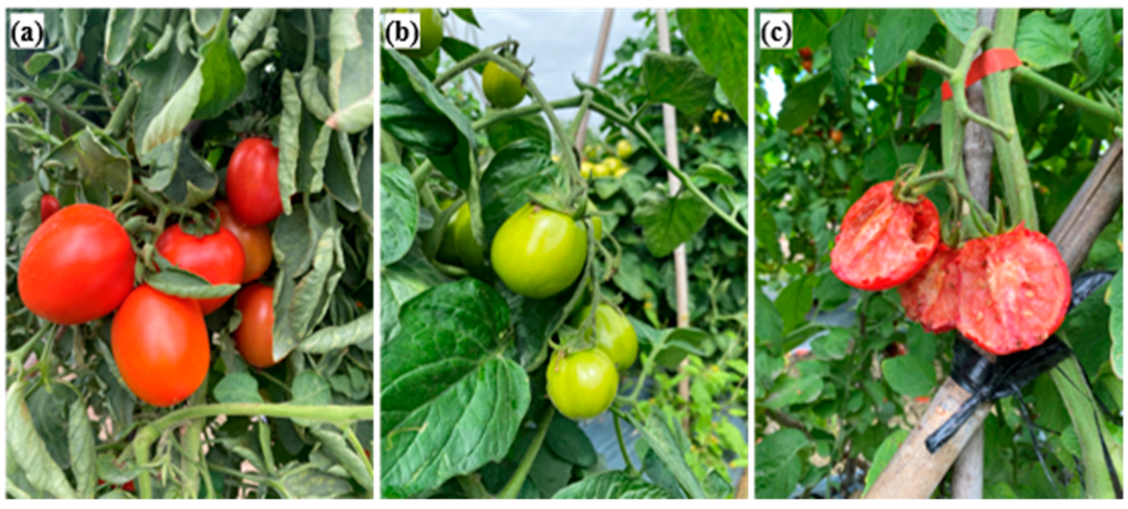 Plants 12 00790 g005