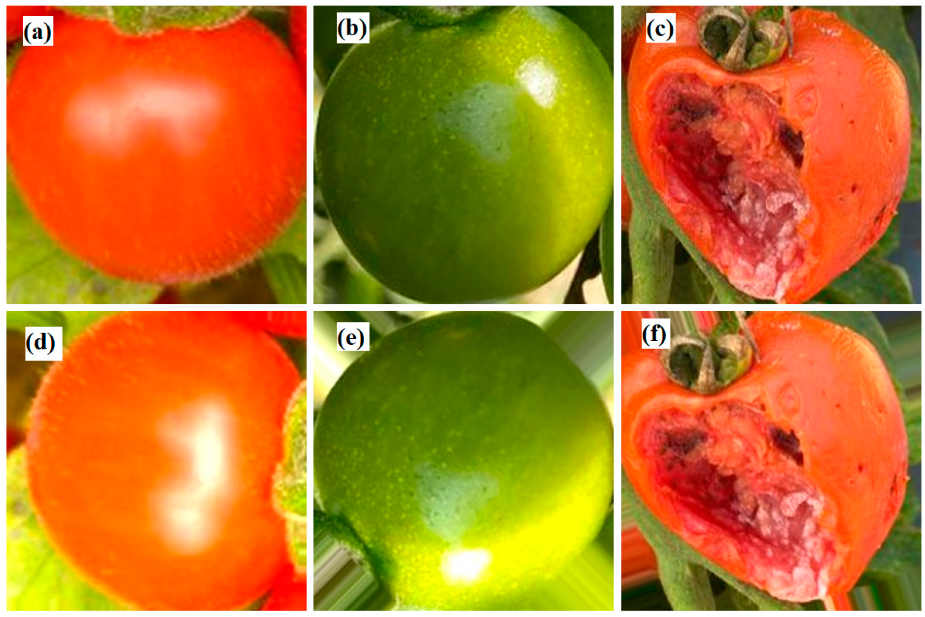 Plants 12 00790 g009