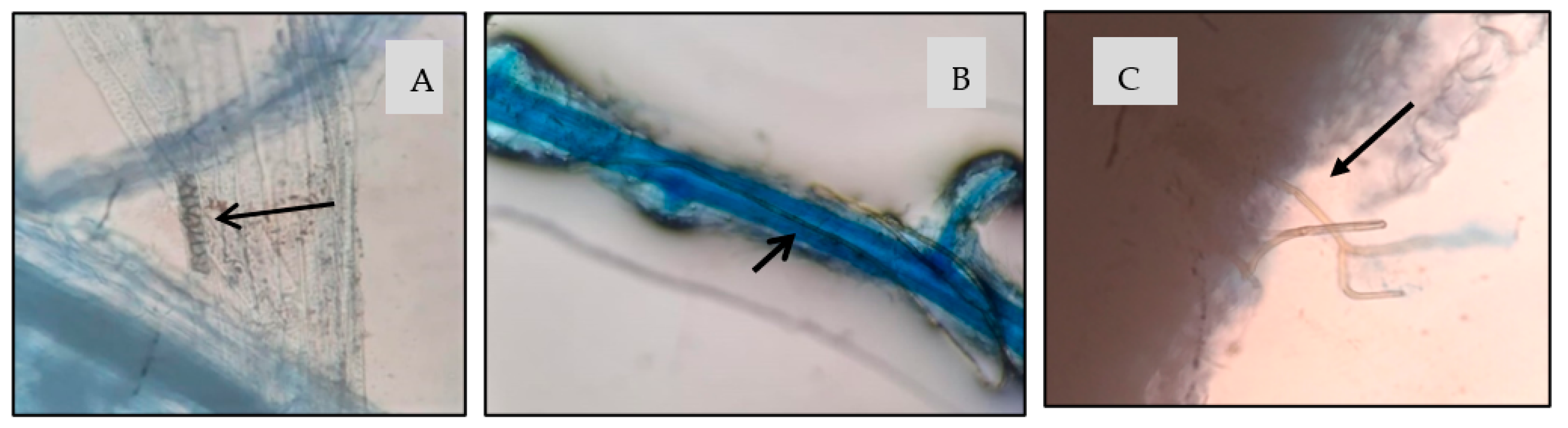 Plants 12 00792 g001 Plants 12 00792 g001