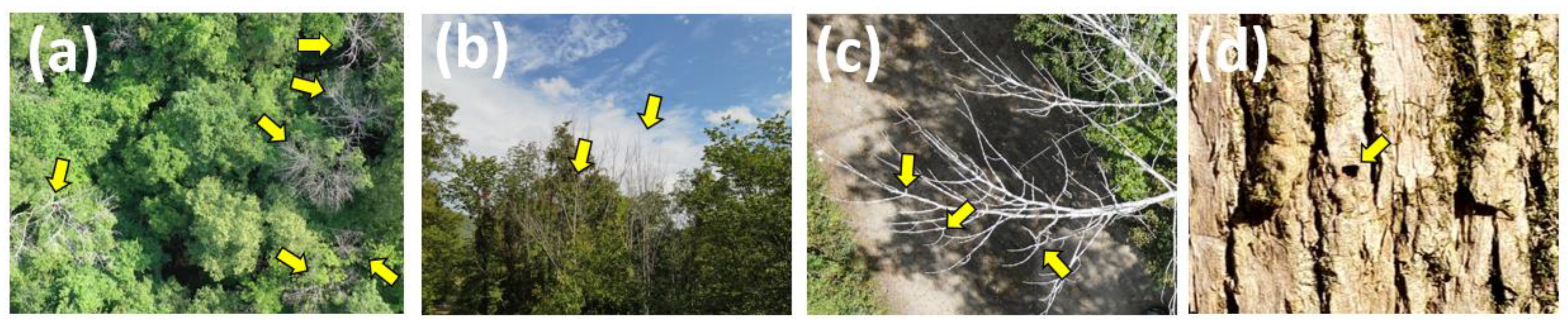 Plants 12 00798 g001