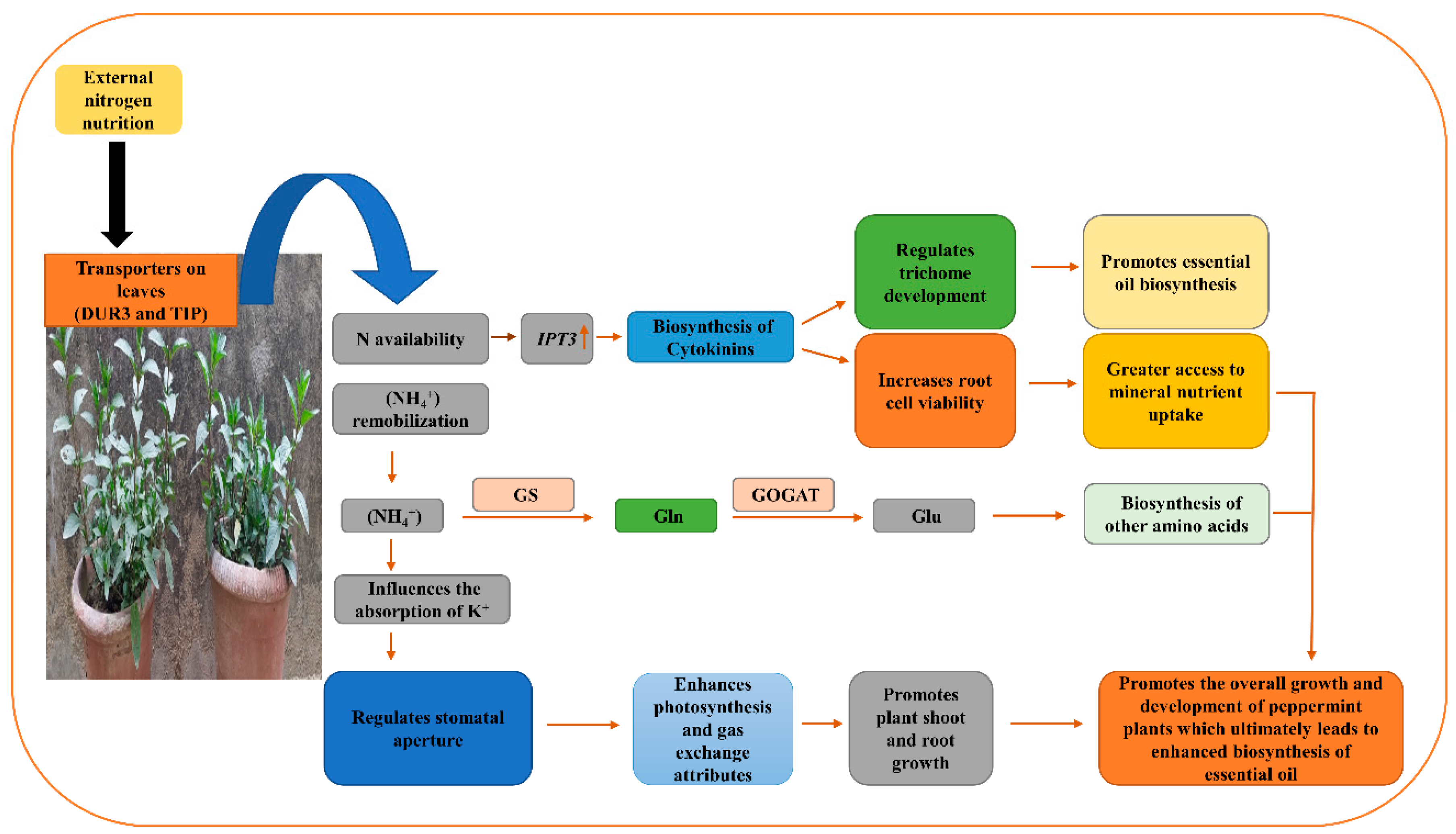 Plants 12 00809 g016
