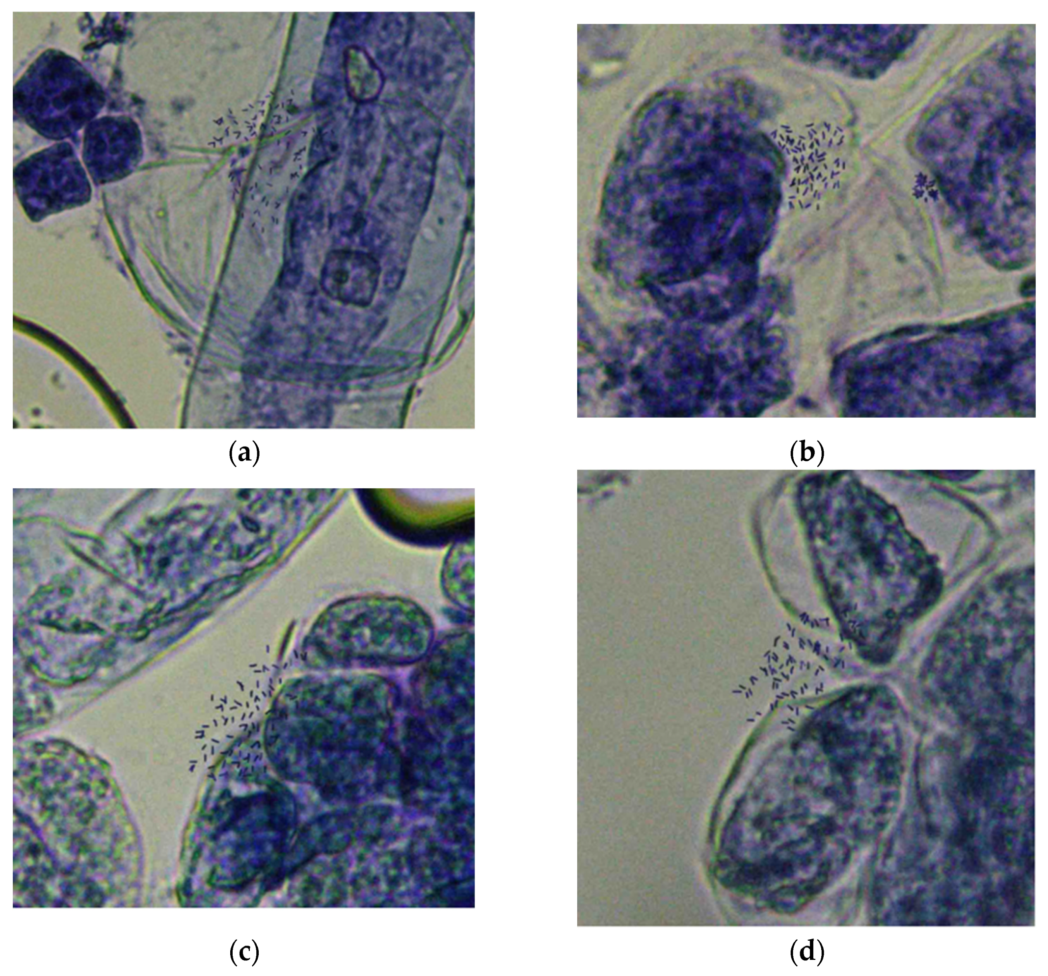 Plants 12 00810 g001 550