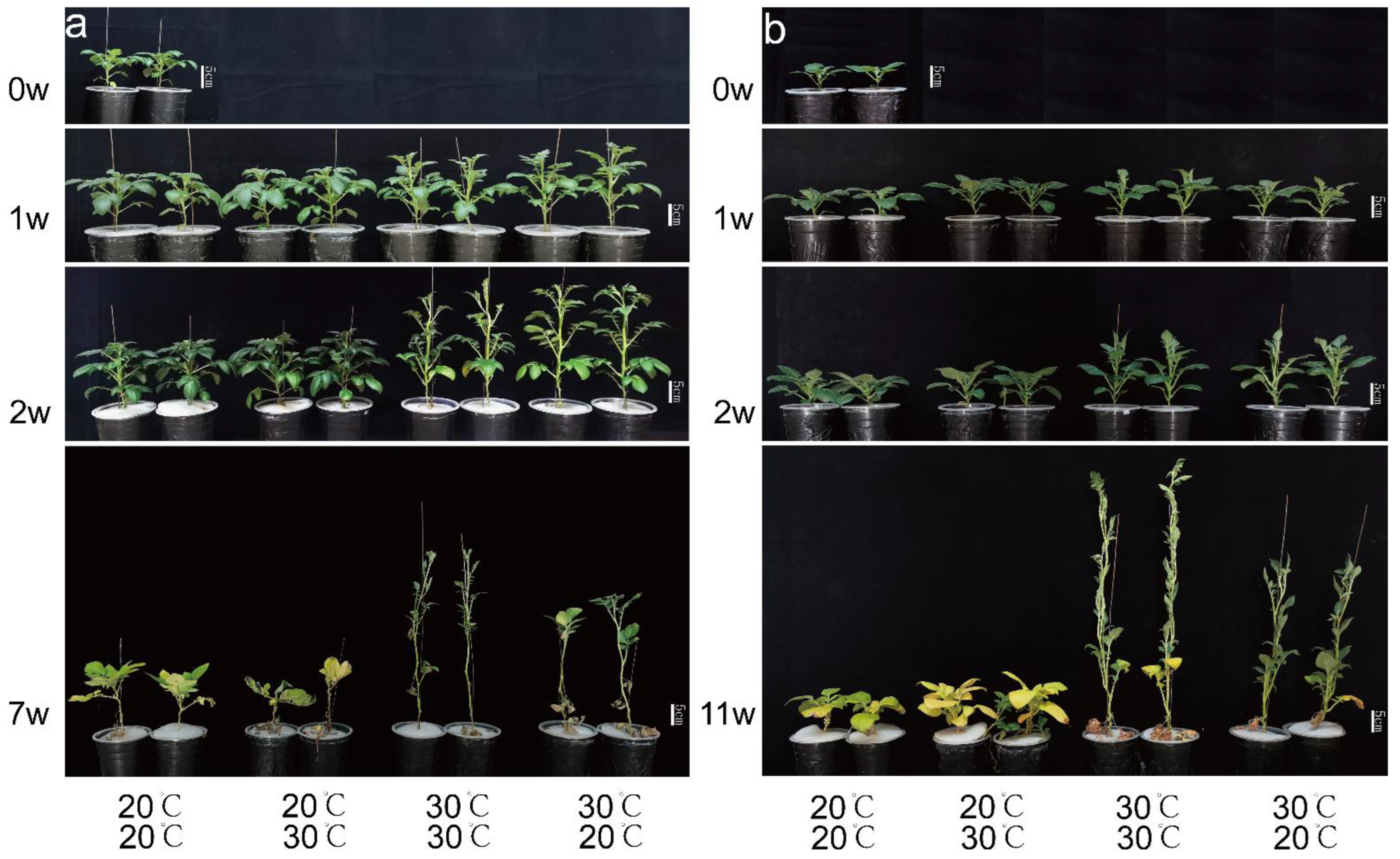 Plants 12 00818 g002 550