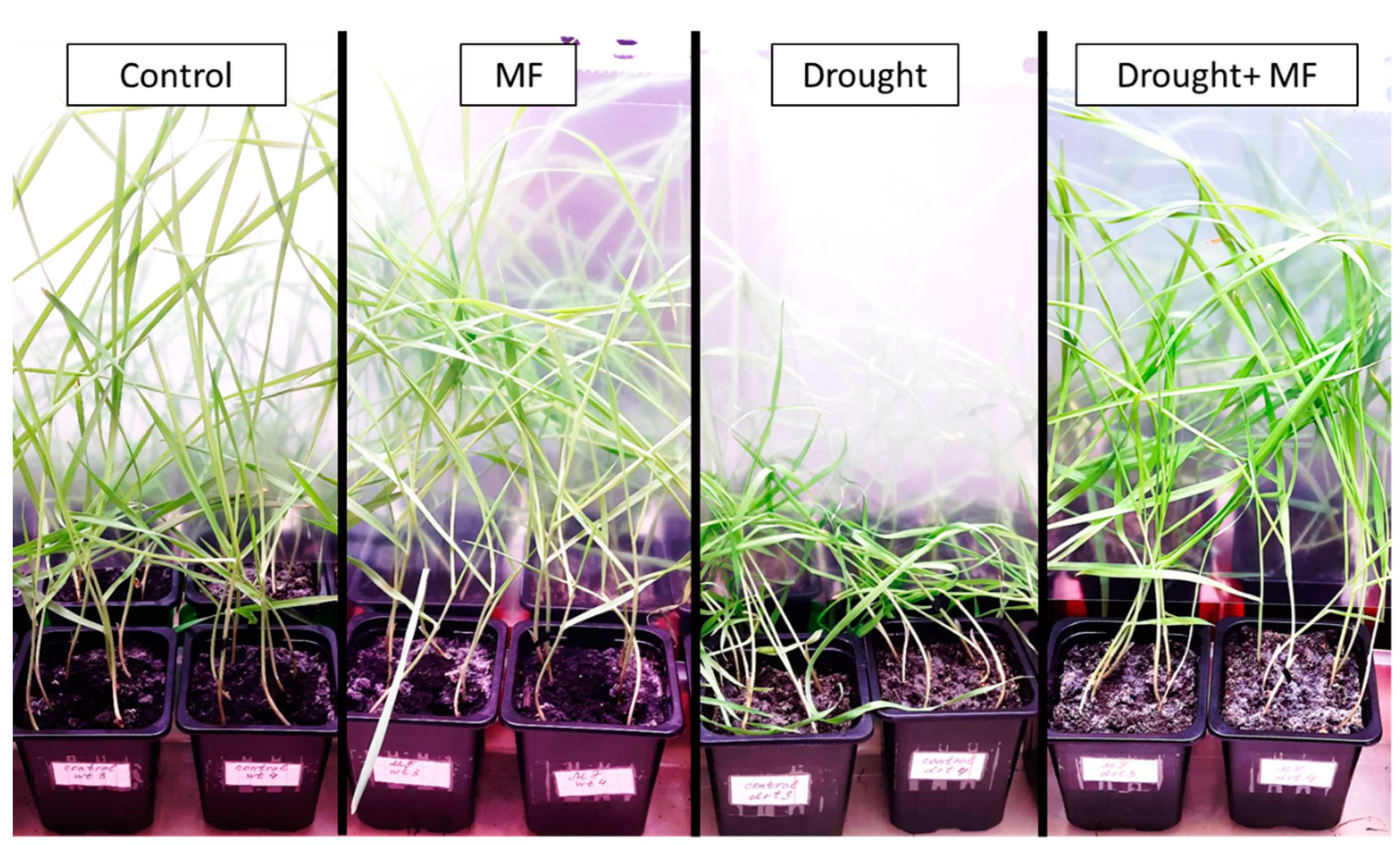 Plants 12 00826 g001 Plants 12 00826 g001