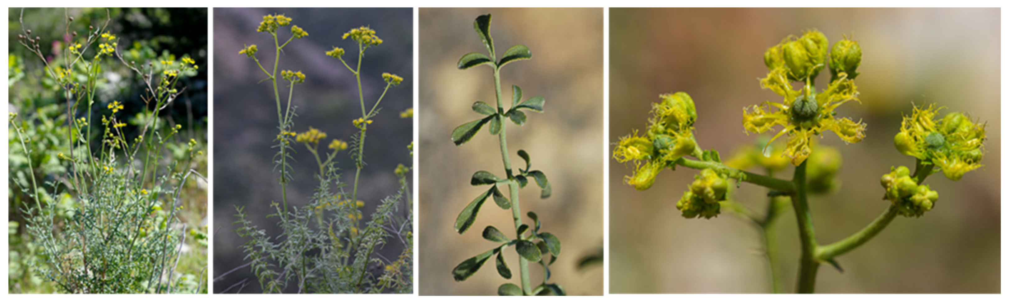 Plants 12 00827 g001