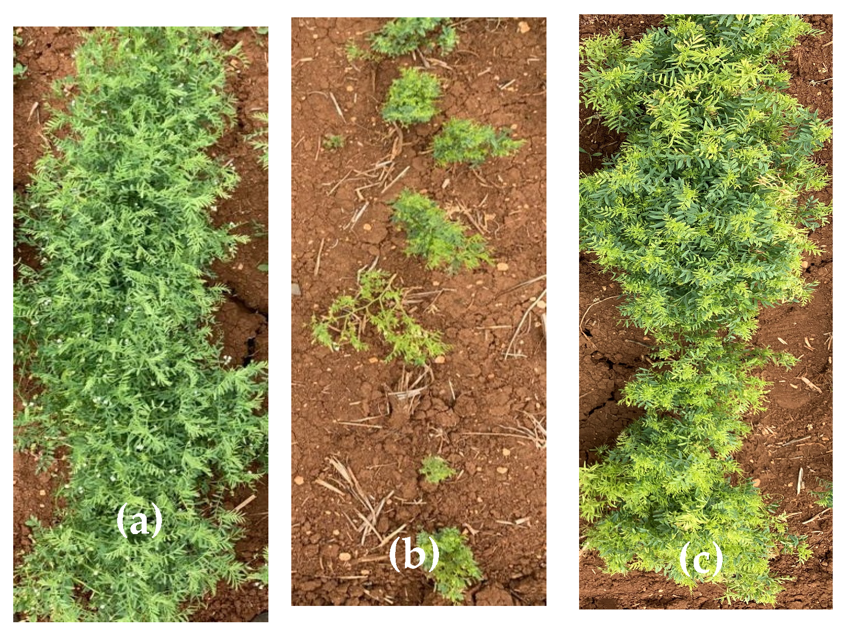 Plants 12 00854 g001