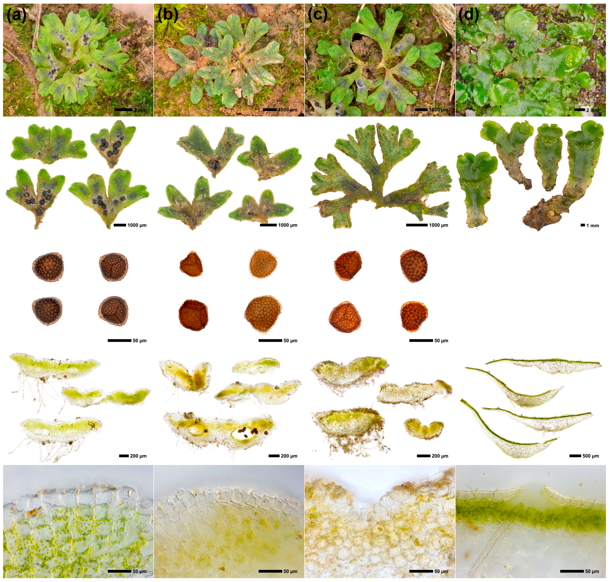 Plants 12 00881 g001