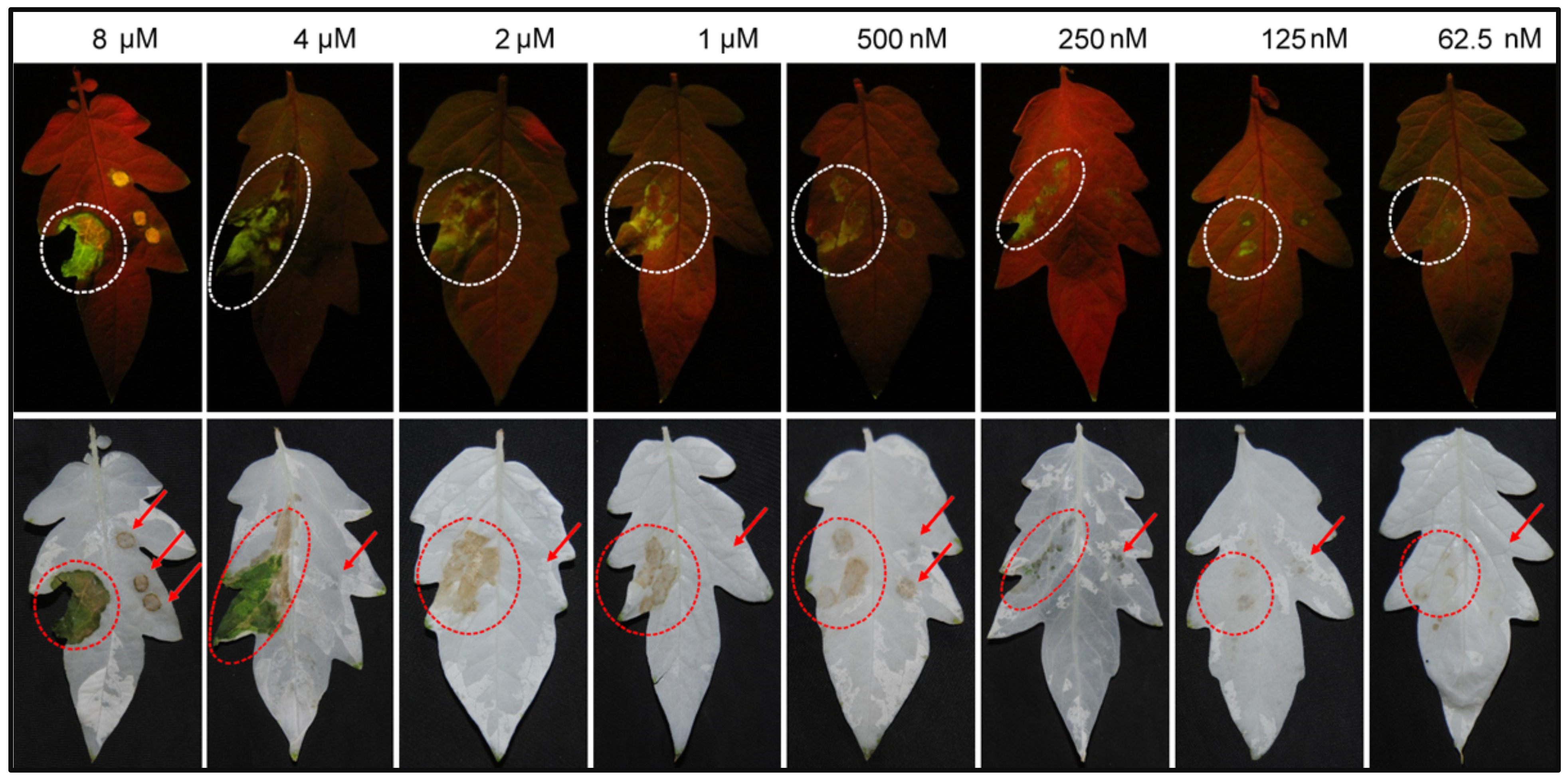 Plants 12 00883 g001 Plants 12 00883 g001