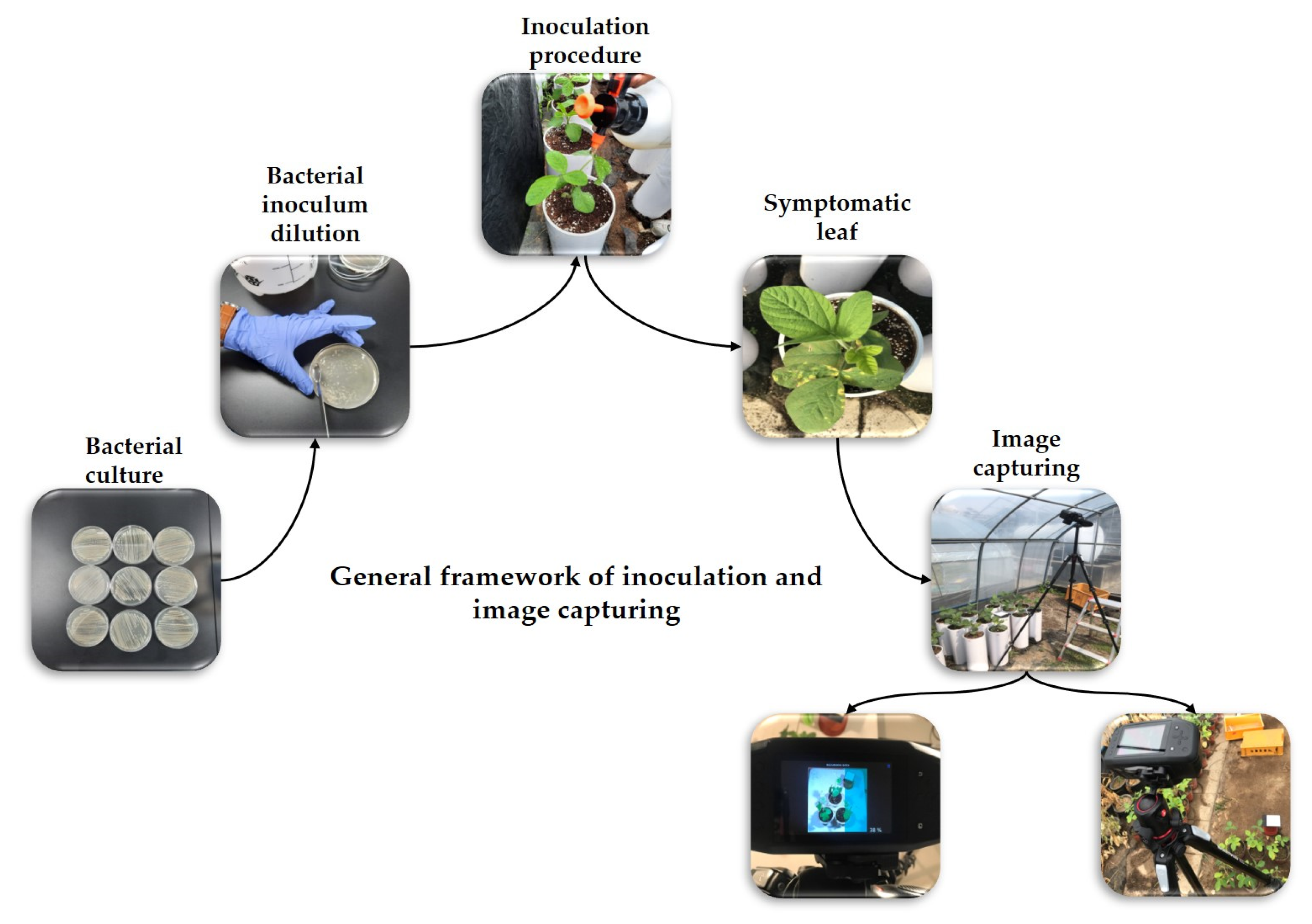 Plants 12 00901 g003