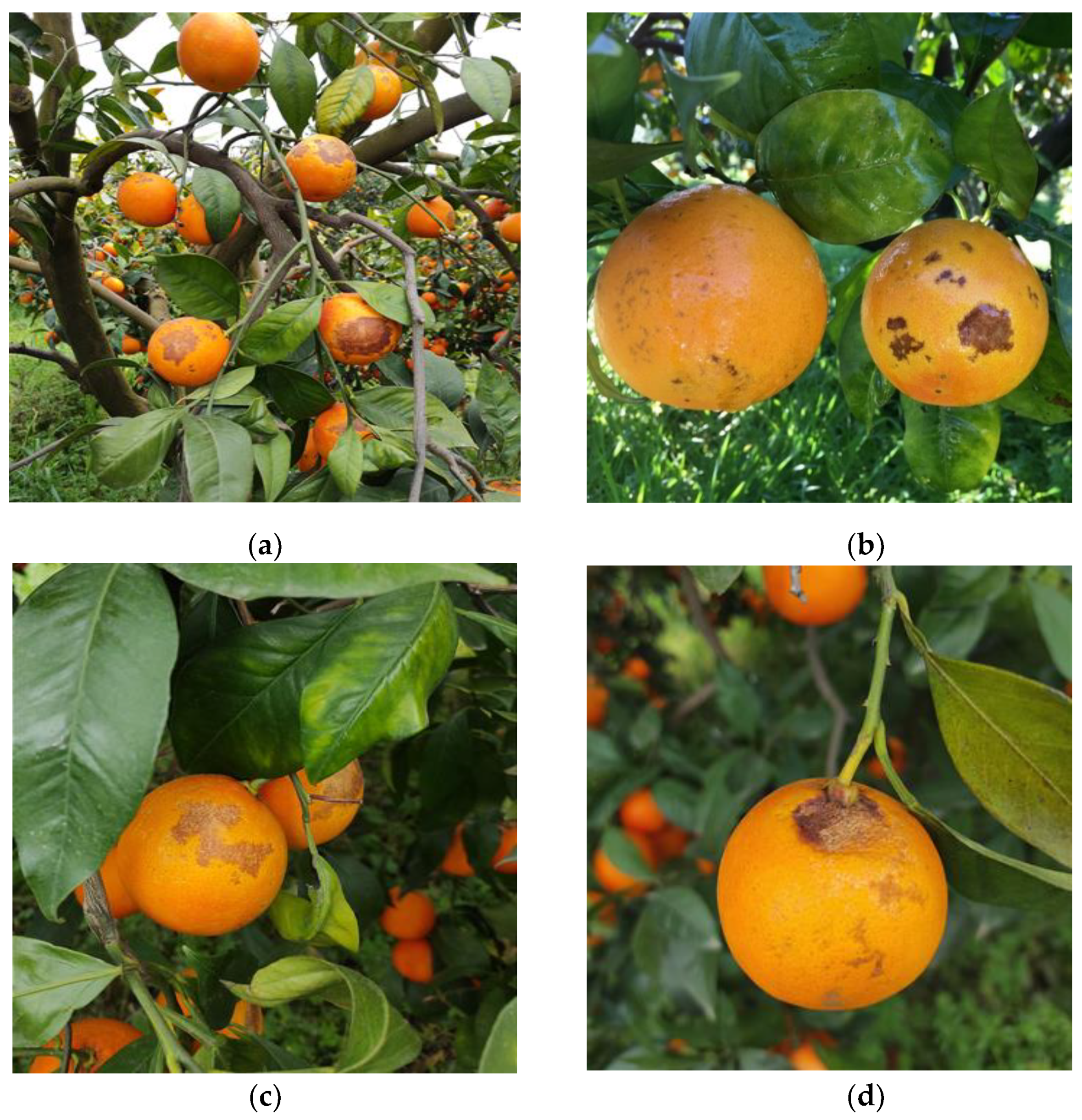 Plants 12 00904 g006 Plants 12 00904 g006