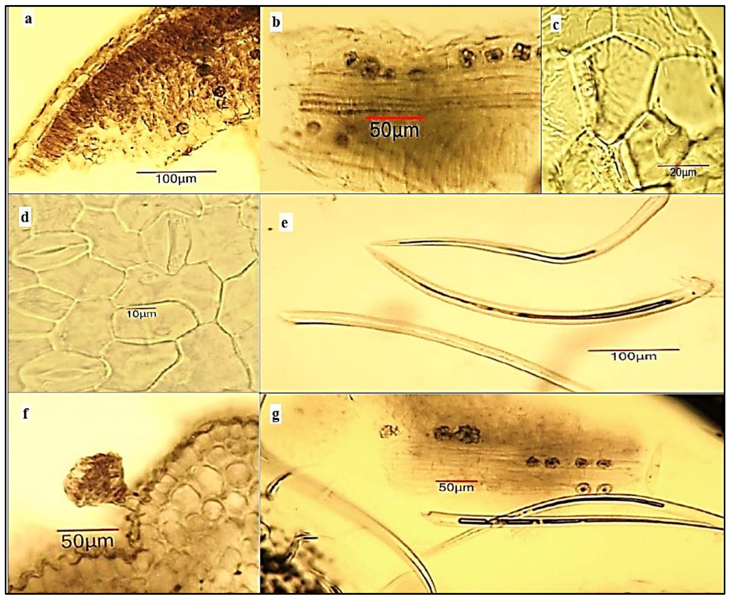 Plants 12 00920 g004