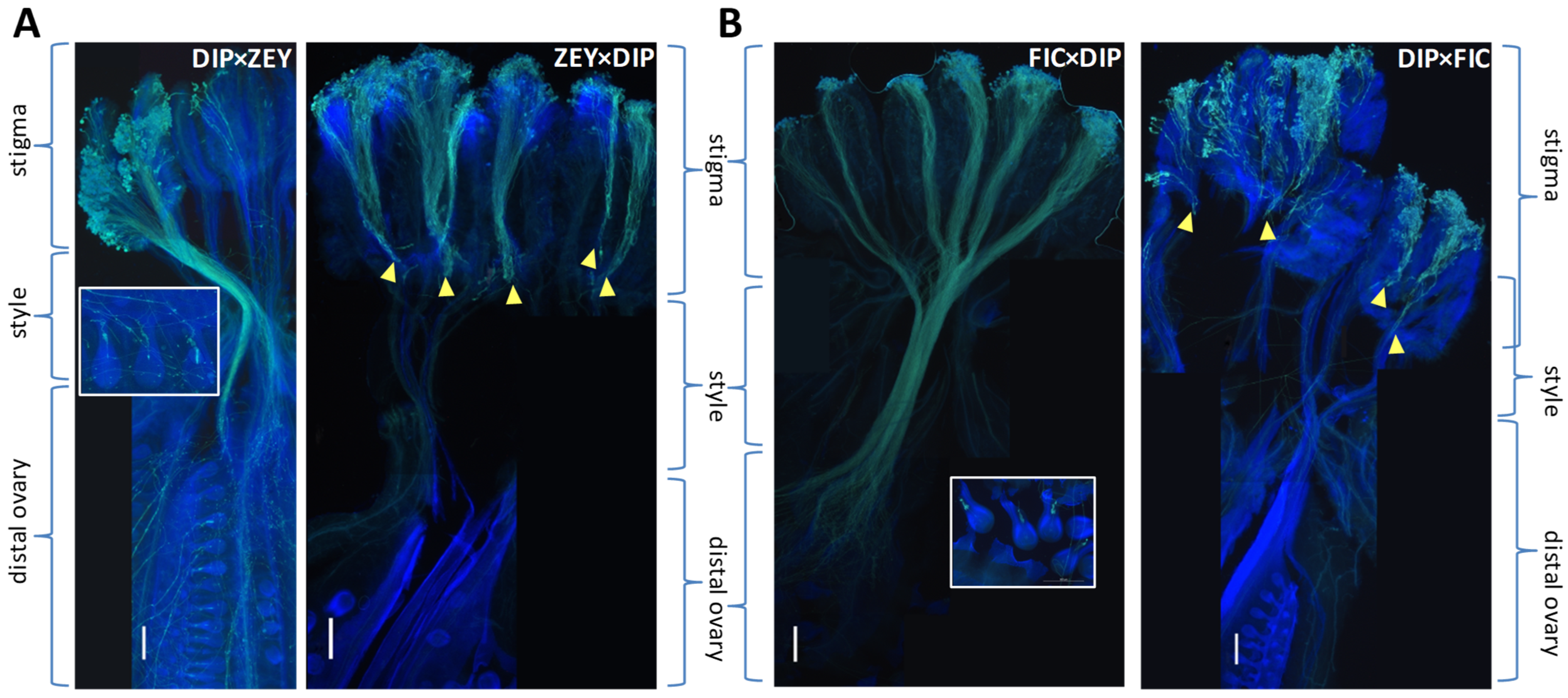 Plants 12 00926 g003