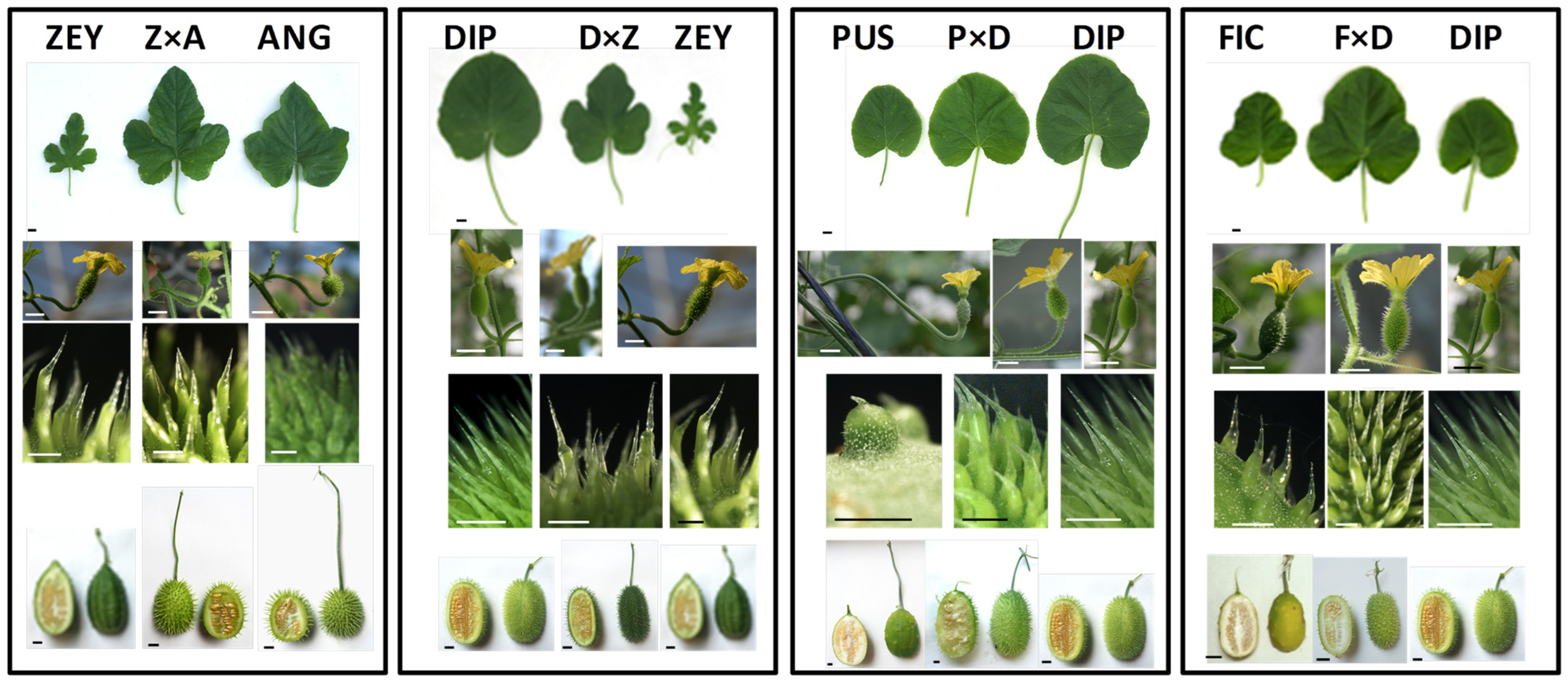 Plants 12 00926 g005