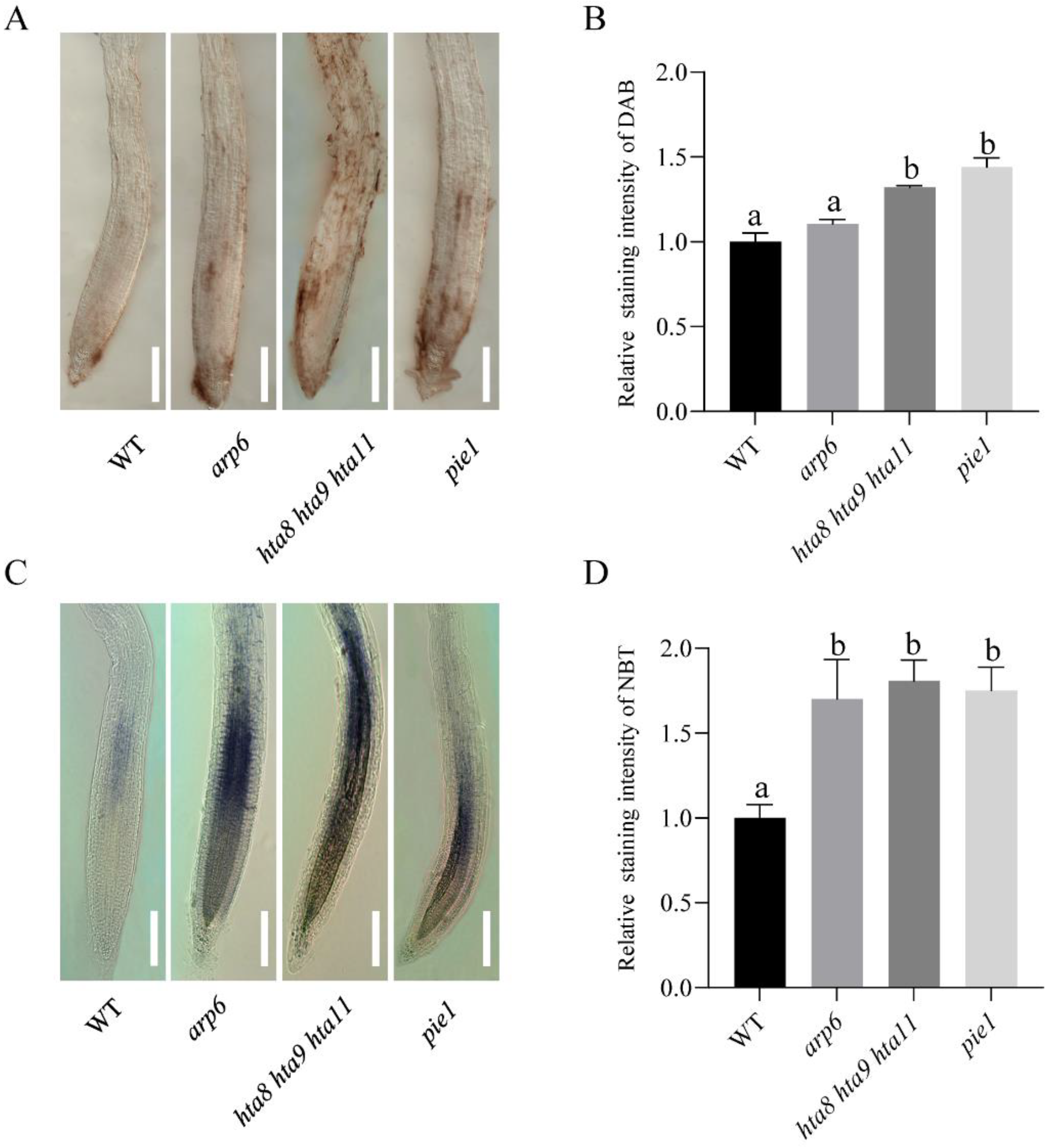 Plants 12 00940 g004