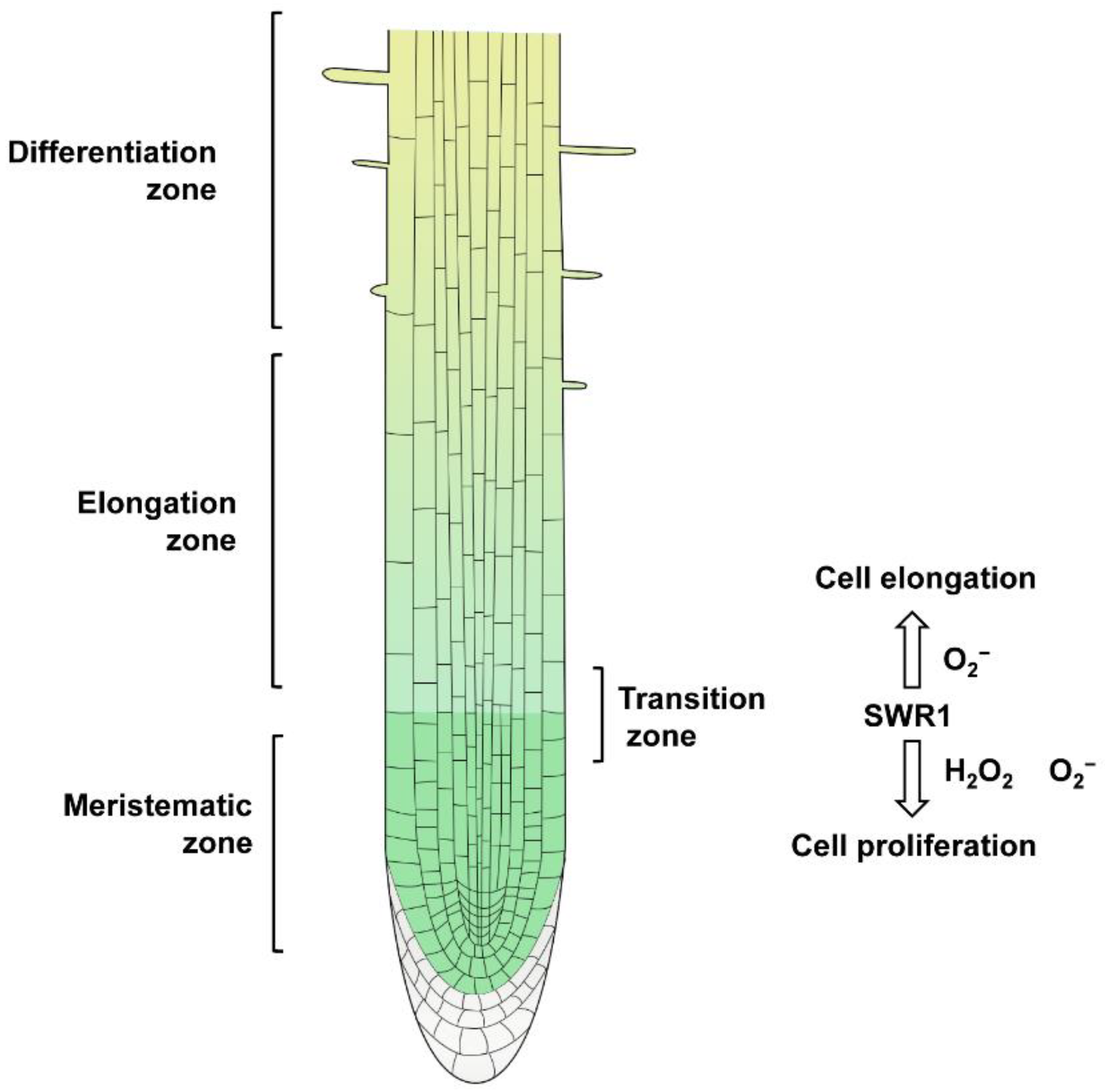 Plants 12 00940 g009