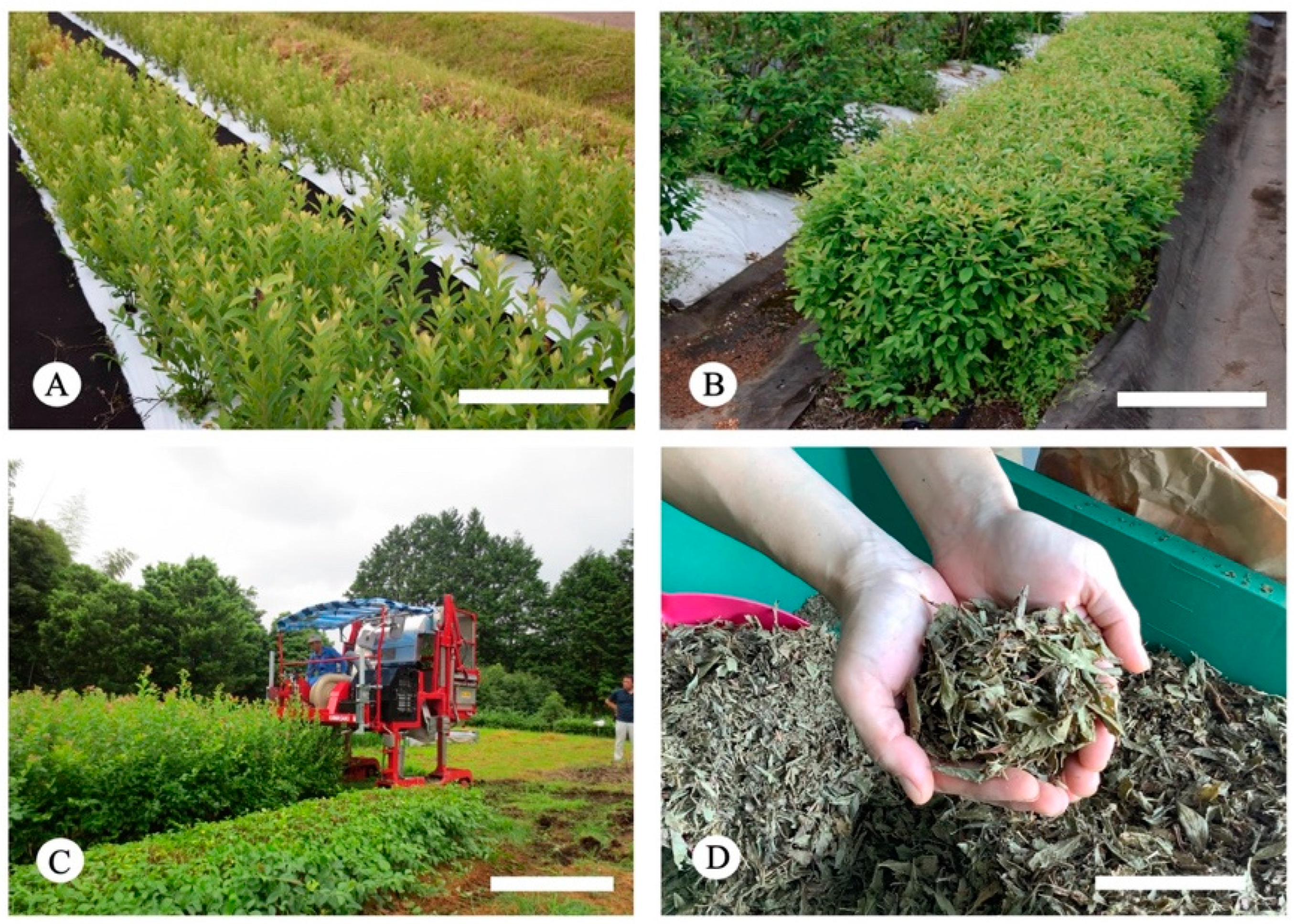 Plants 12 00948 g001 Plants 12 00948 g001