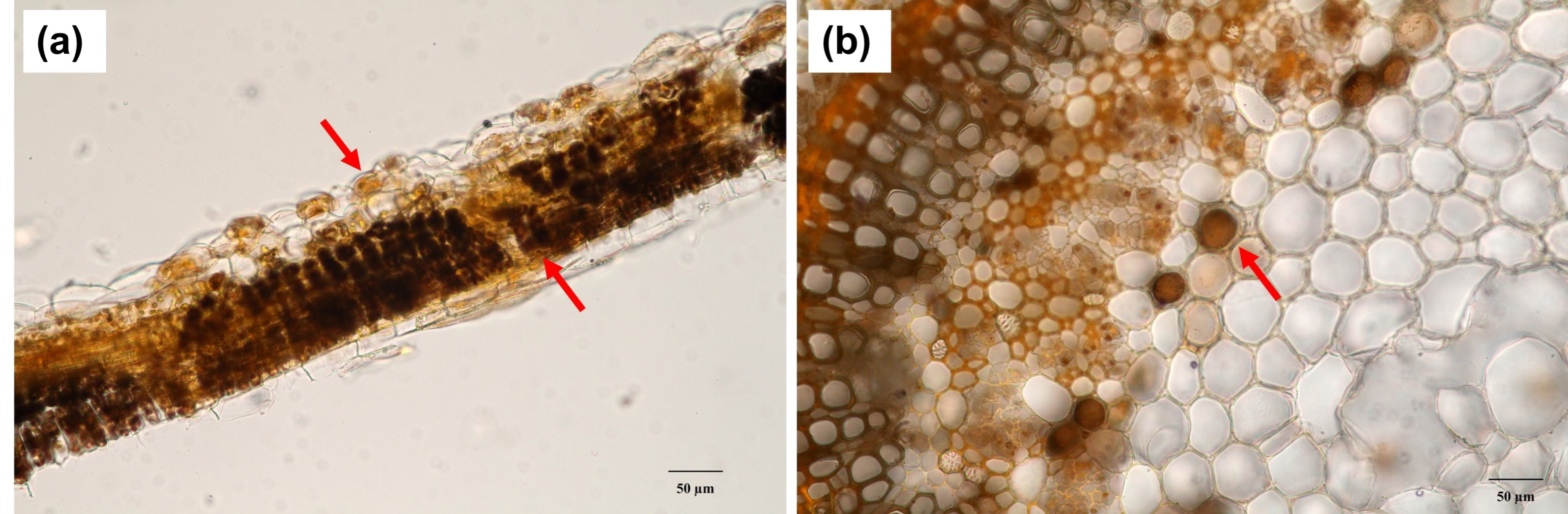 Plants 12 00949 g004 Plants 12 00949 g004