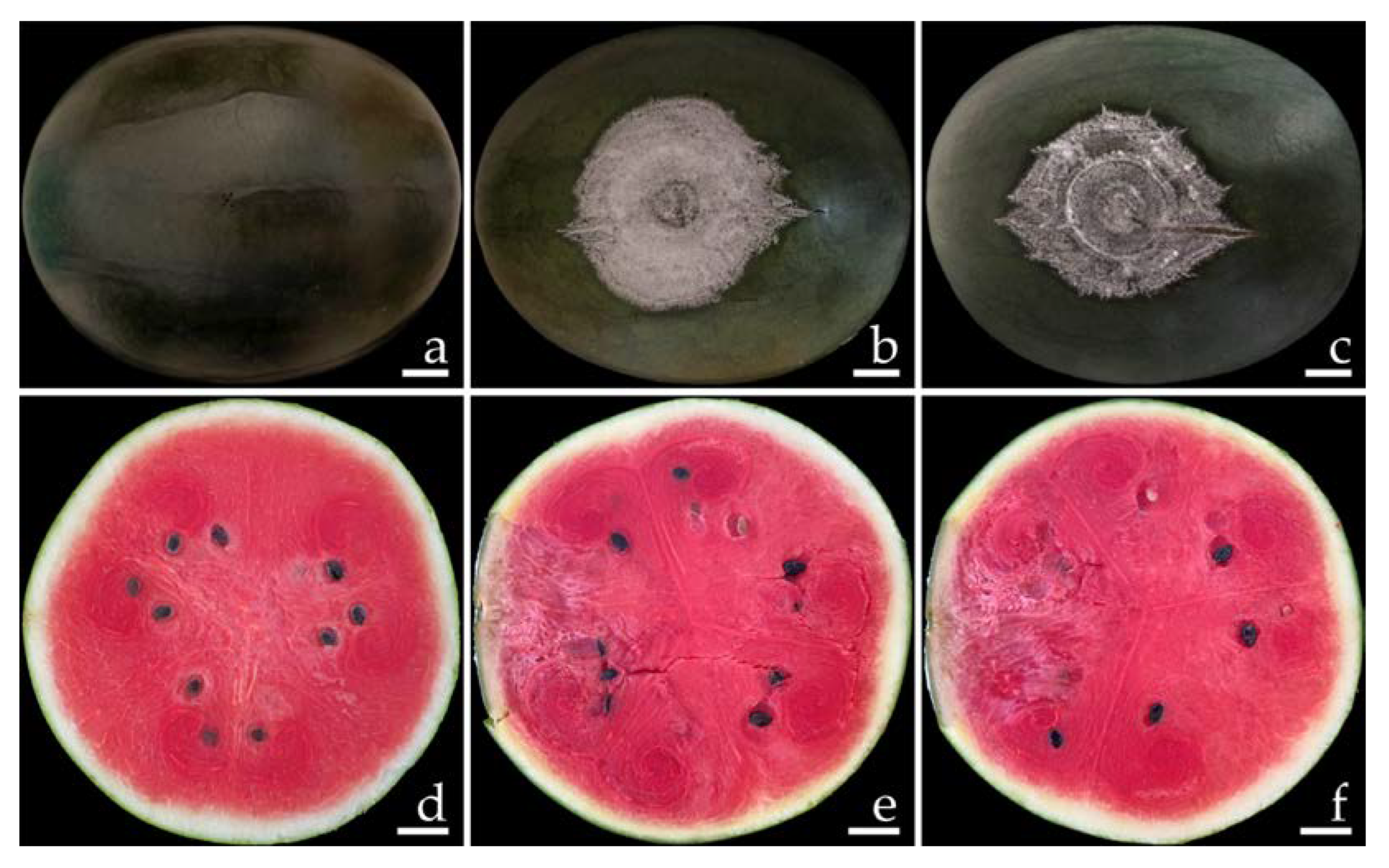 Plants | Free Full-Text | Identification and Characterization of Fusarium  Species Causing Watermelon Fruit Rot in Northern Thailand