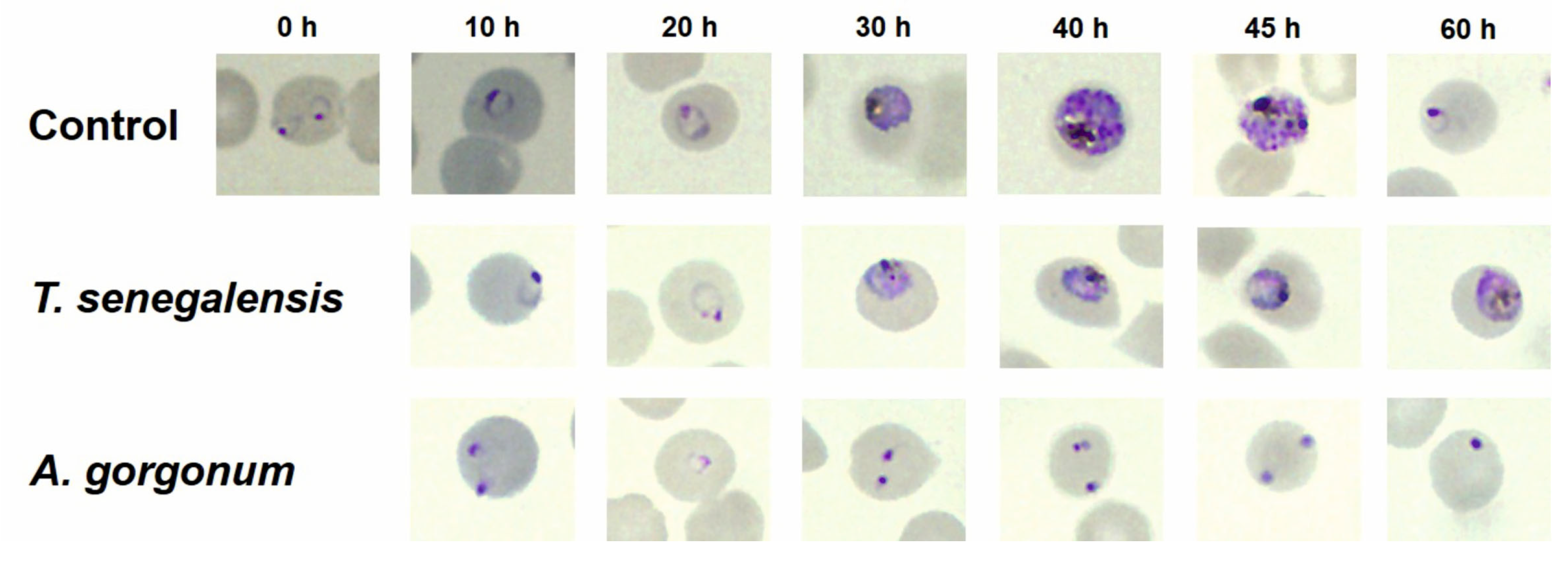 Plants 12 00963 g001 Plants 12 00963 g001