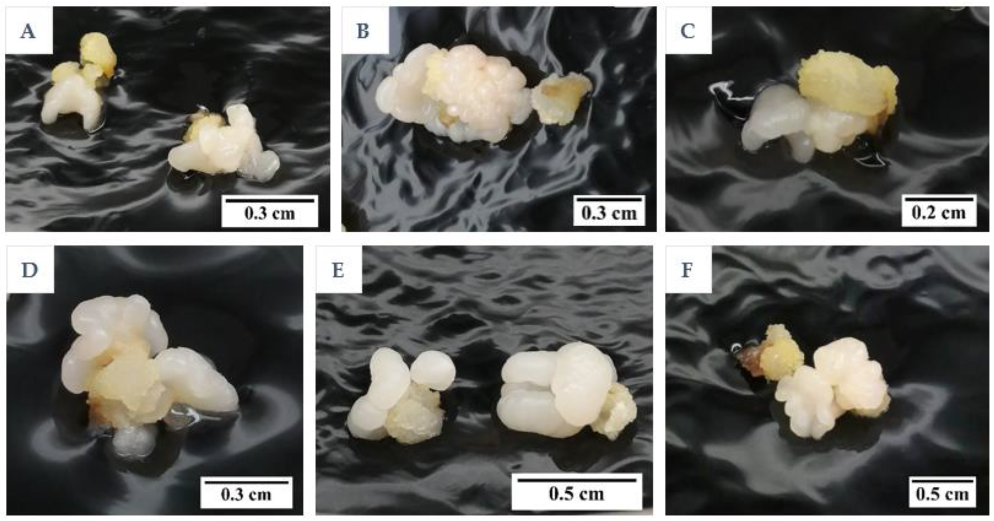 Plants 12 00968 g005