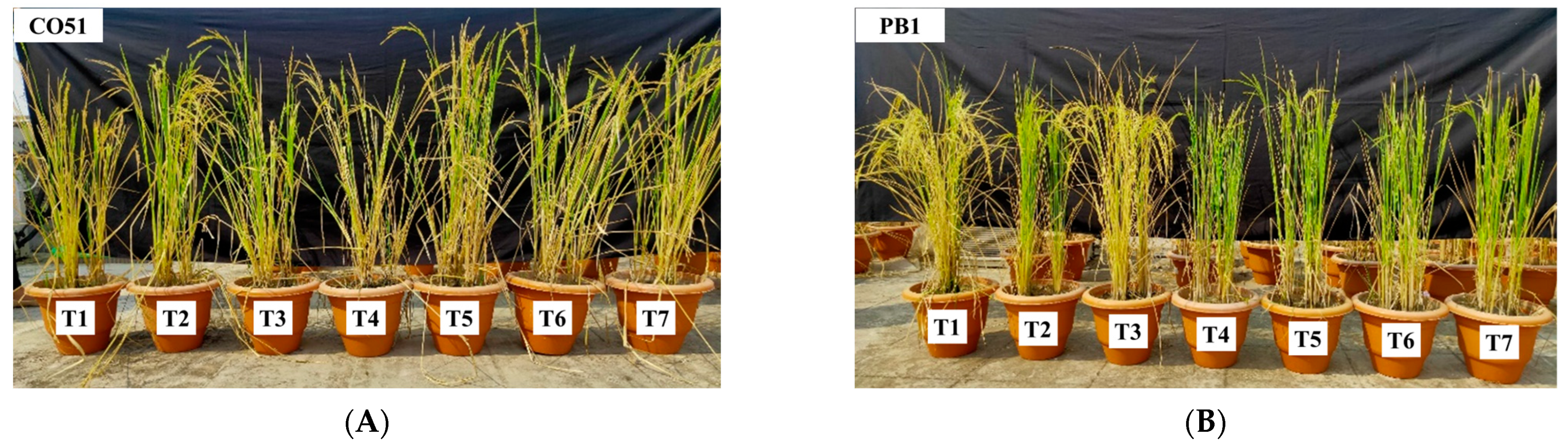 Plants 12 00976 g001